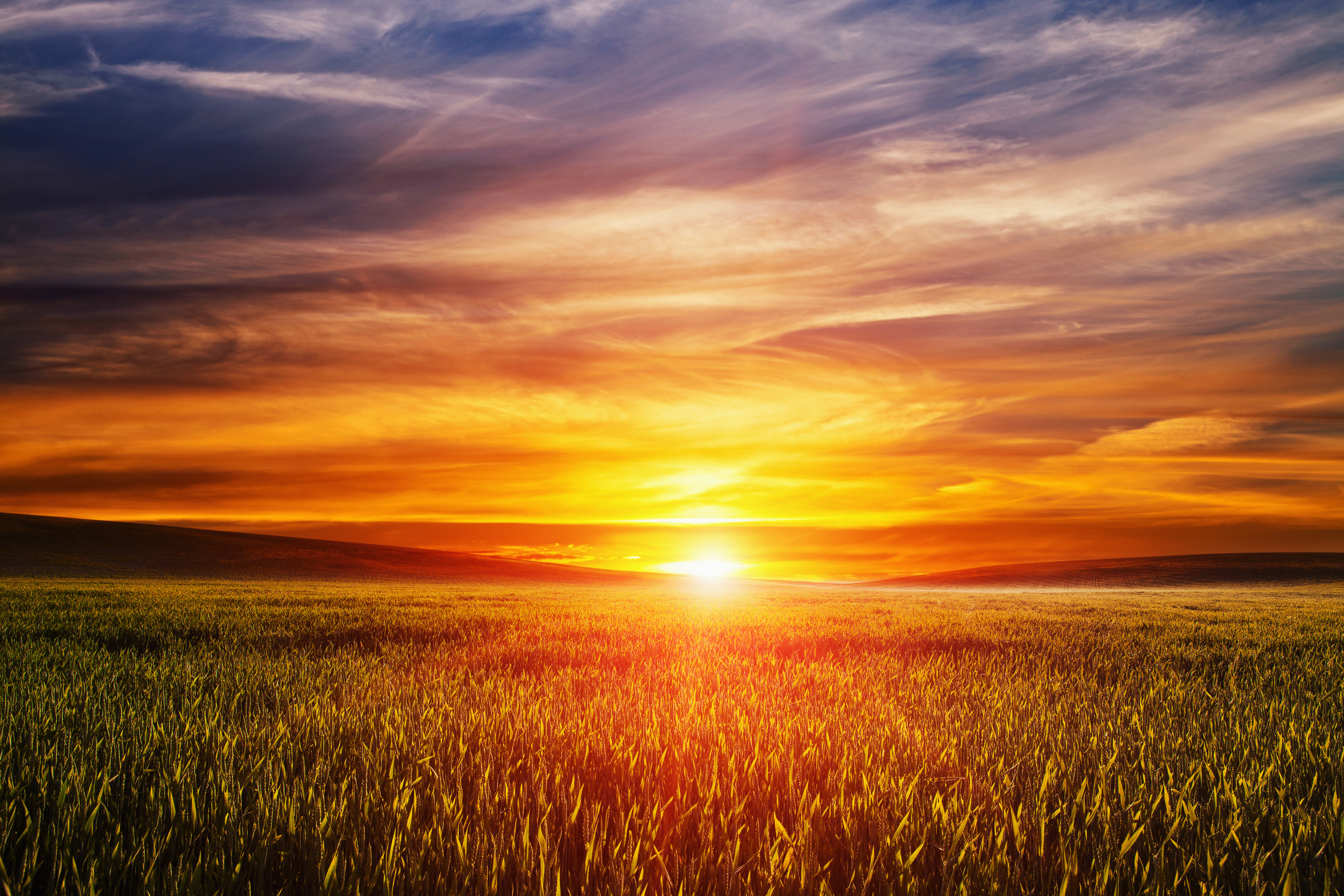 Download mobile wallpaper Nature, Sunset, Sky, Summer, Wheat, Horizon, Earth, Field, Cloud for free.