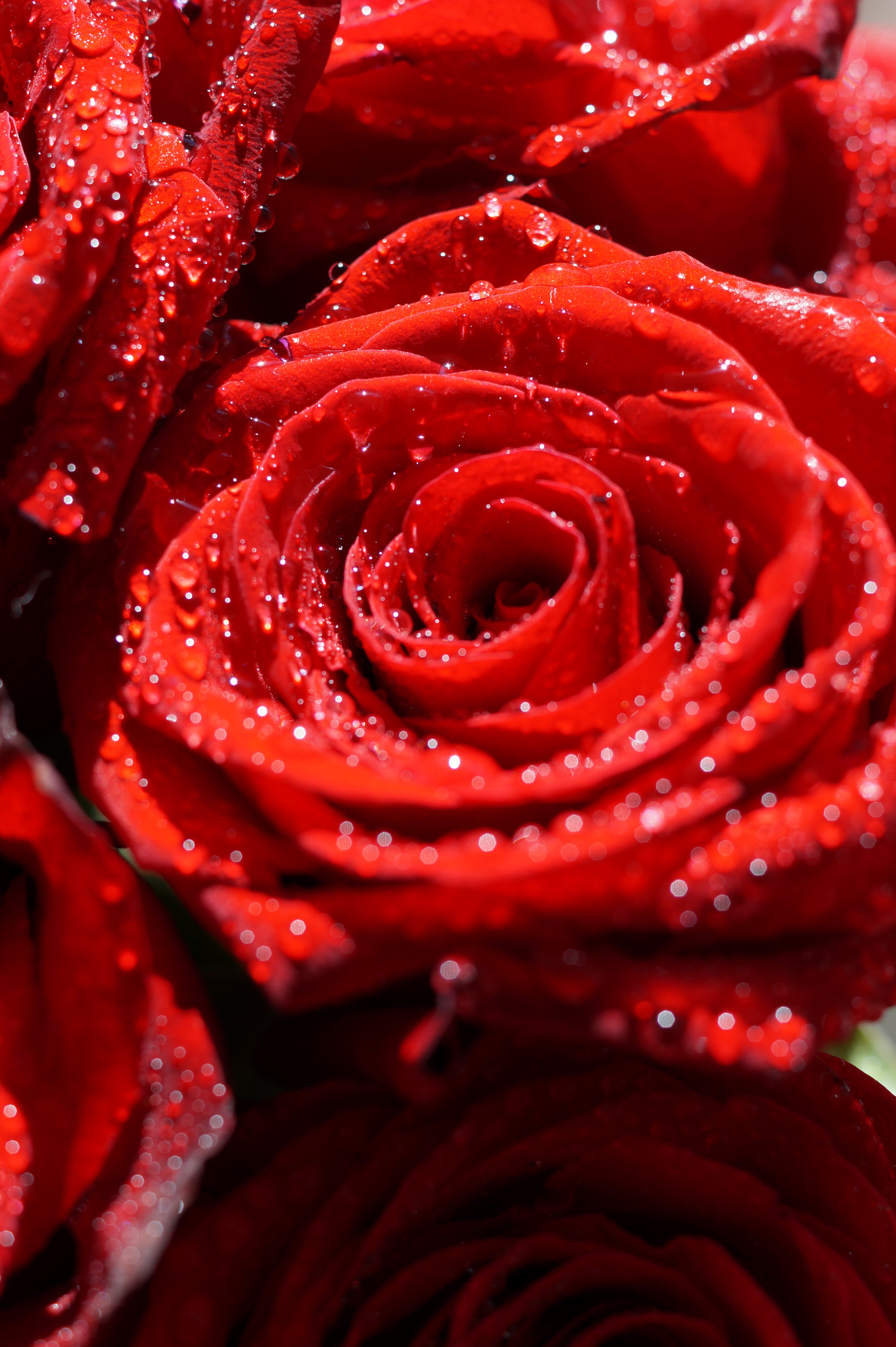 Téléchargez gratuitement l'image Drops, Macro, Pétales, Fleurs, Une Rose, Rose sur le bureau de votre PC