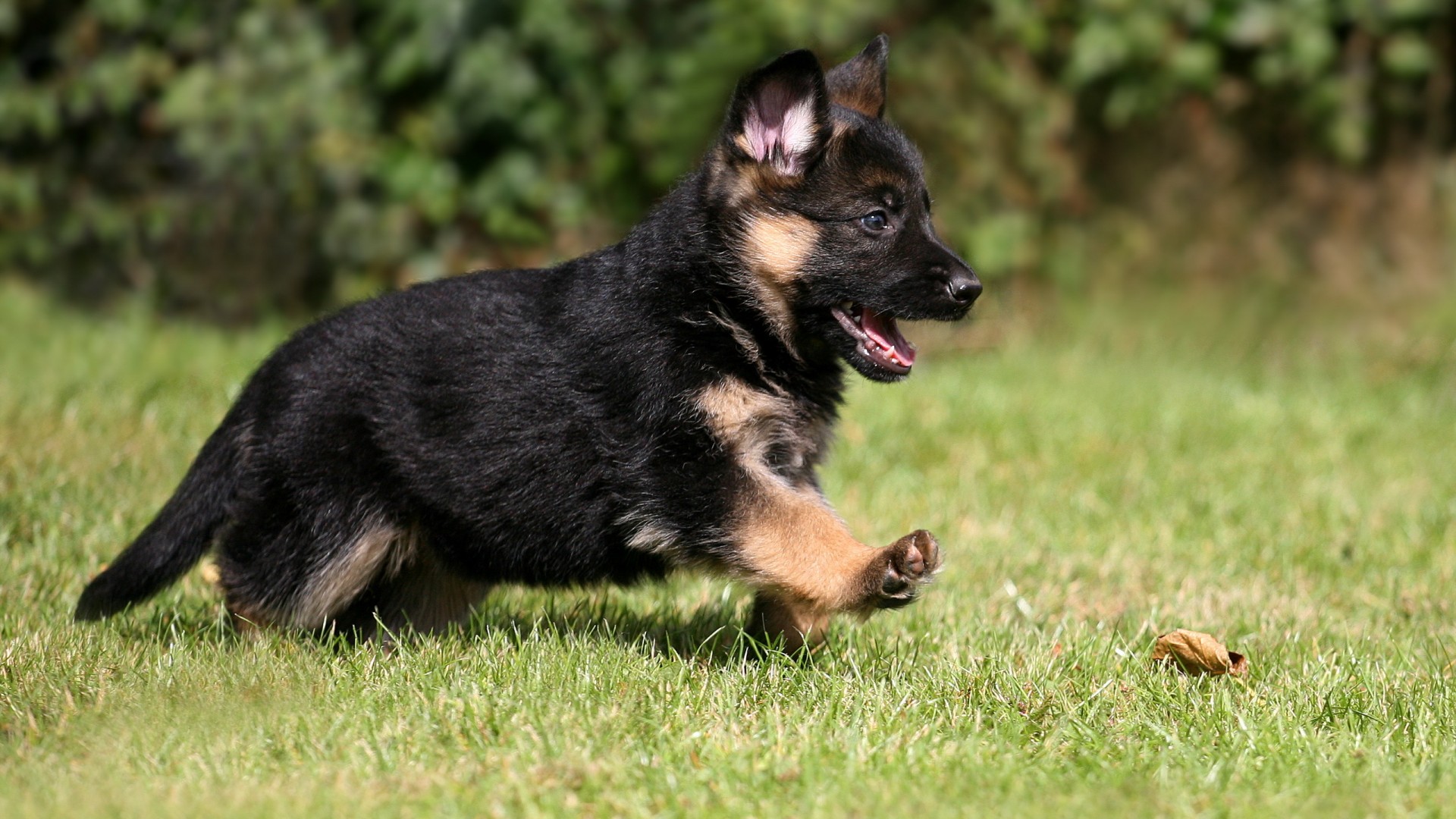Download mobile wallpaper Dogs, Animal, Puppy, Cute, German Shepherd for free.