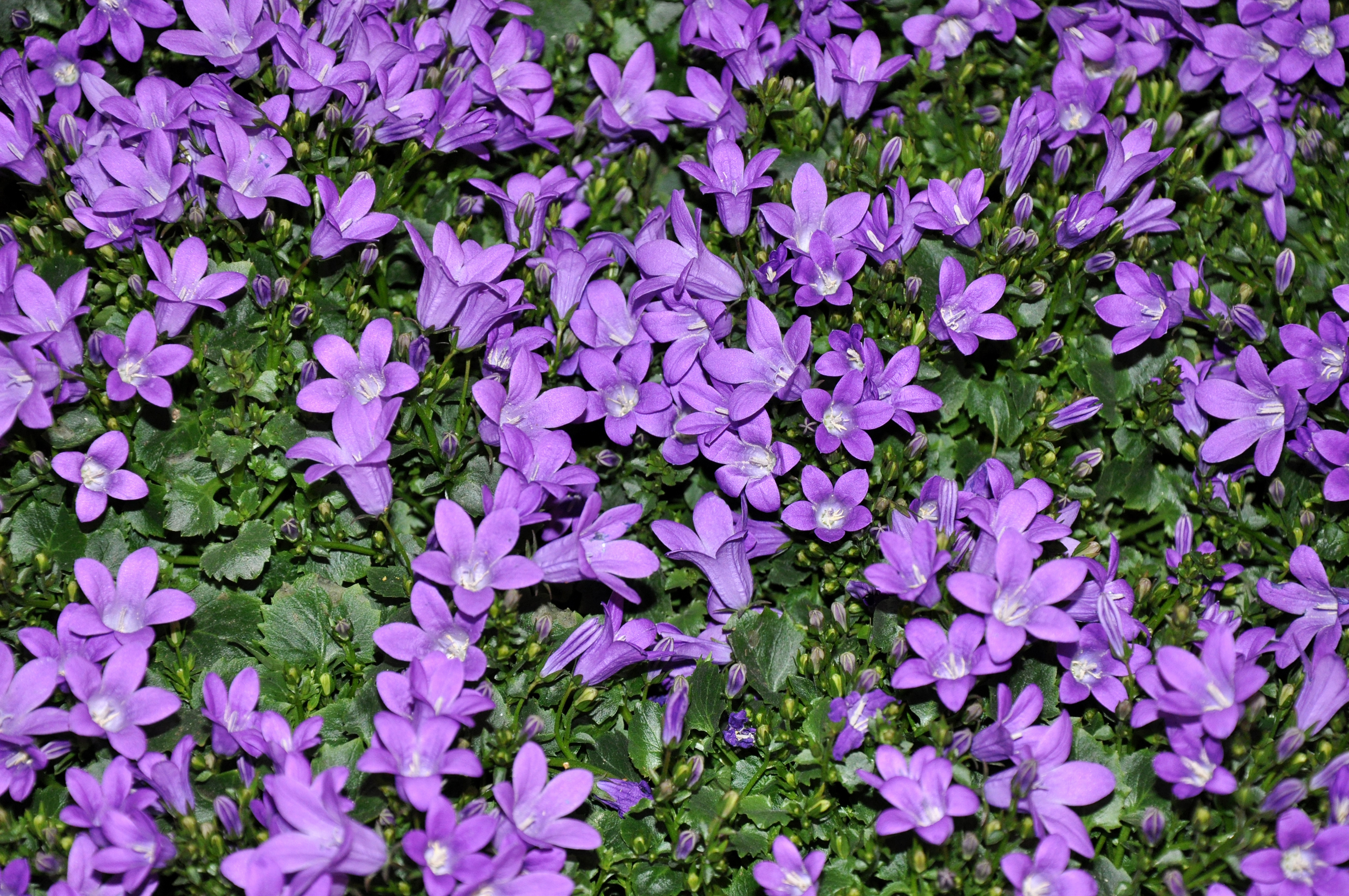 387315 Hintergrundbild herunterladen erde/natur, glockenblume, blume, natur, lila blume, blumen - Bildschirmschoner und Bilder kostenlos