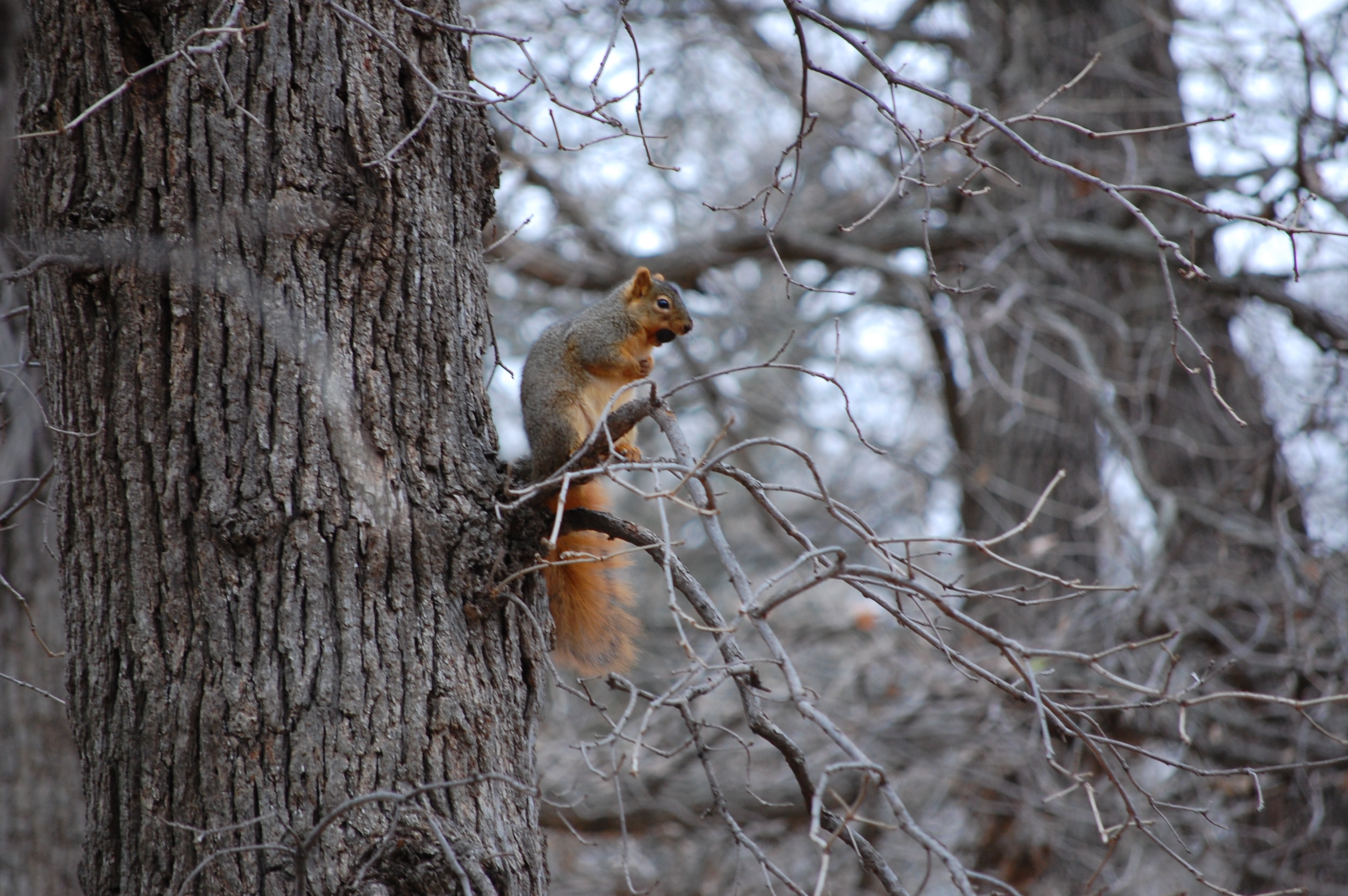 Download mobile wallpaper Squirrel, Animal for free.