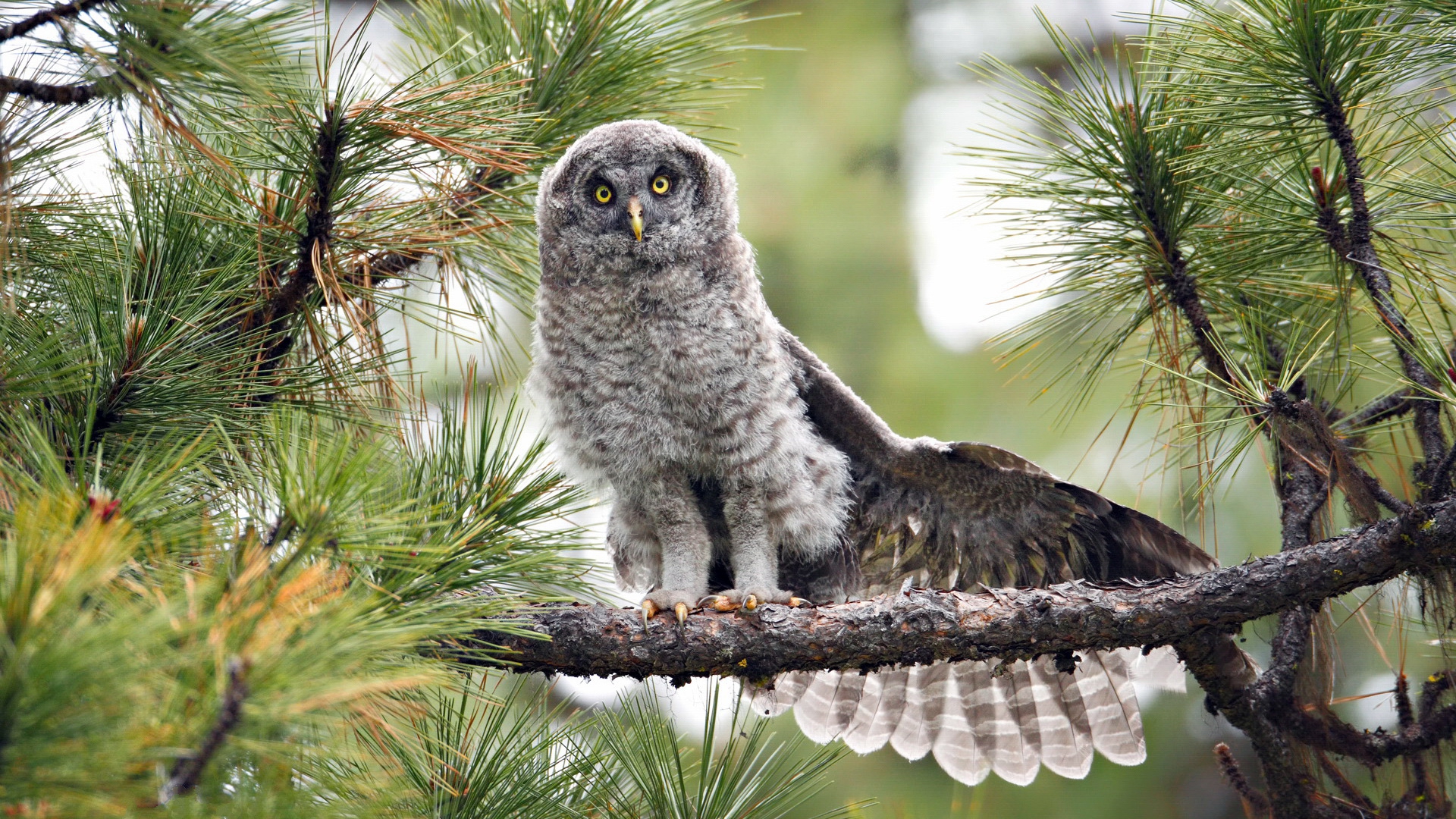 Baixe gratuitamente a imagem Animais, Aves, Coruja na área de trabalho do seu PC