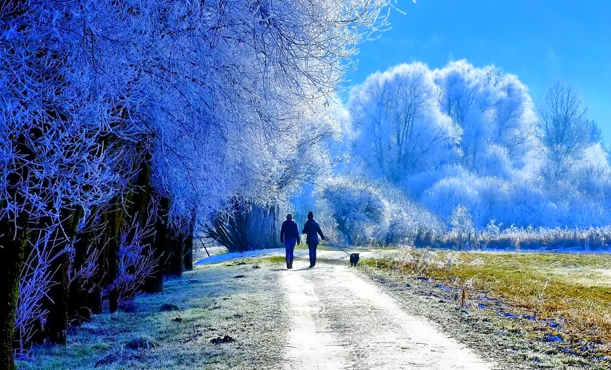 Скачать картинку Зима, Снег, Пара, Дерево, Земля, Поле, Фотографии в телефон бесплатно.