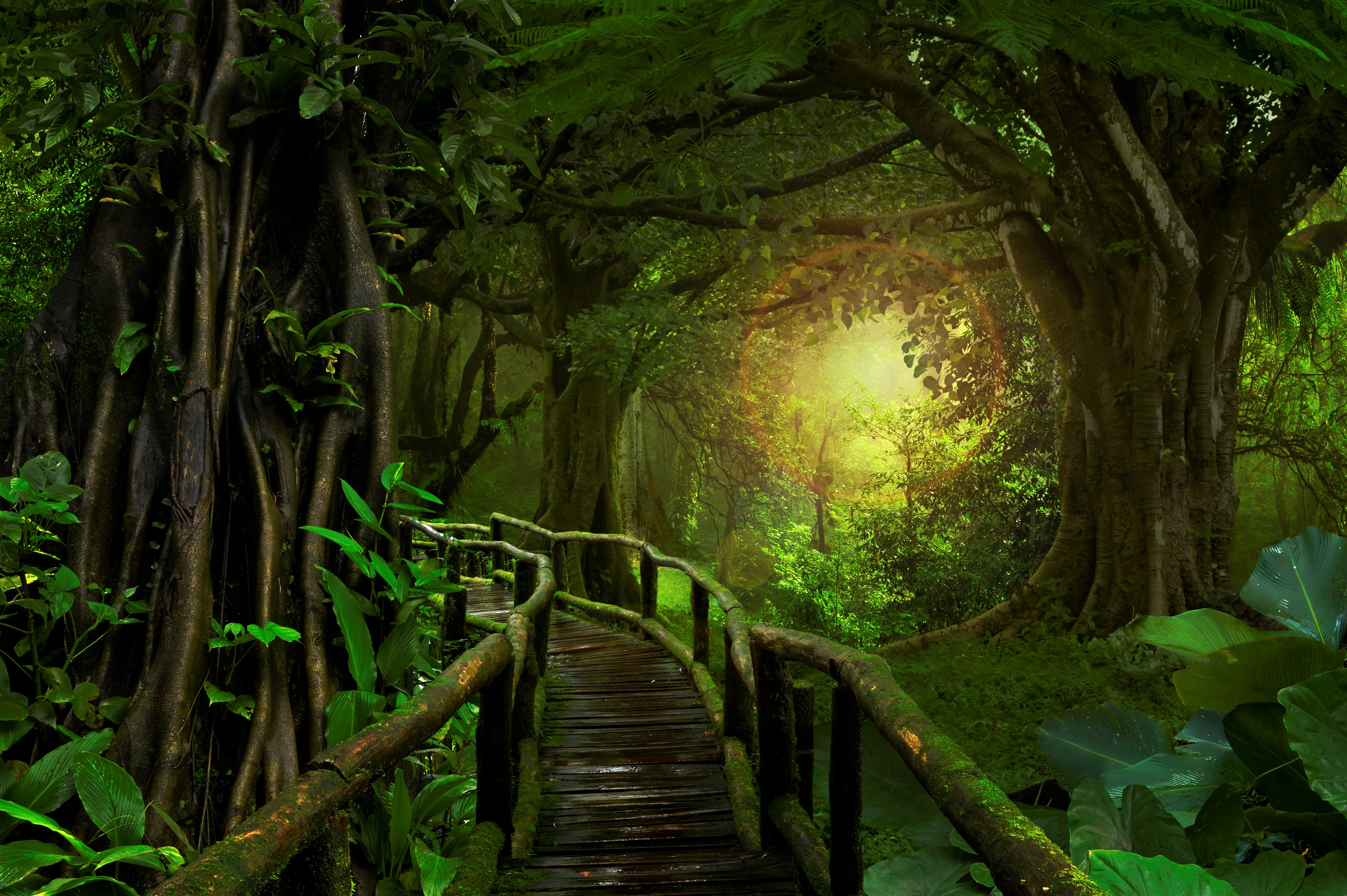 882499 завантажити картинку зелень, створено людиною, набережна, джунглі, тропічний ліс, дерево - шпалери і заставки безкоштовно