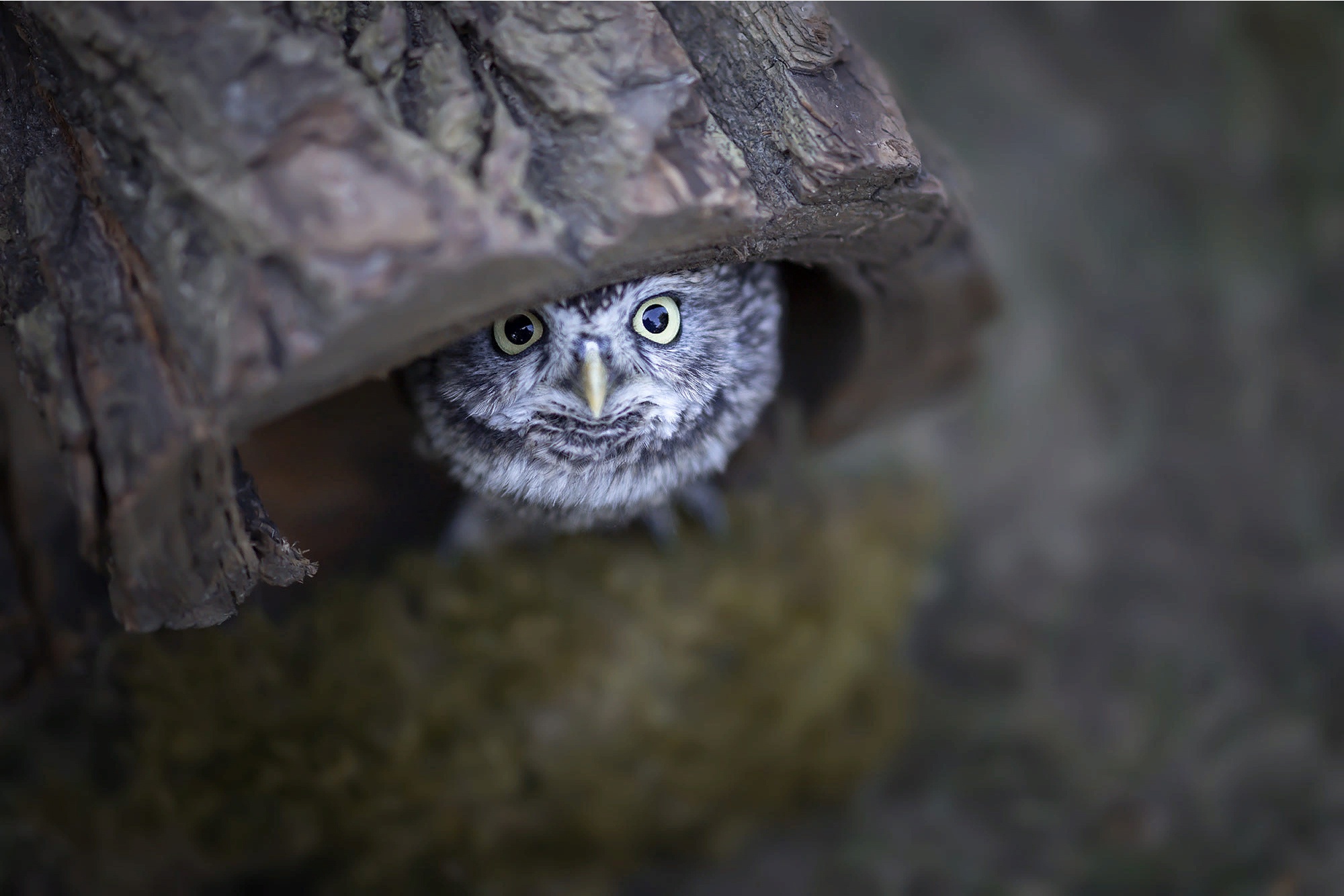 Free download wallpaper Birds, Owl, Bird, Blur, Animal, Owlet, Baby Animal on your PC desktop