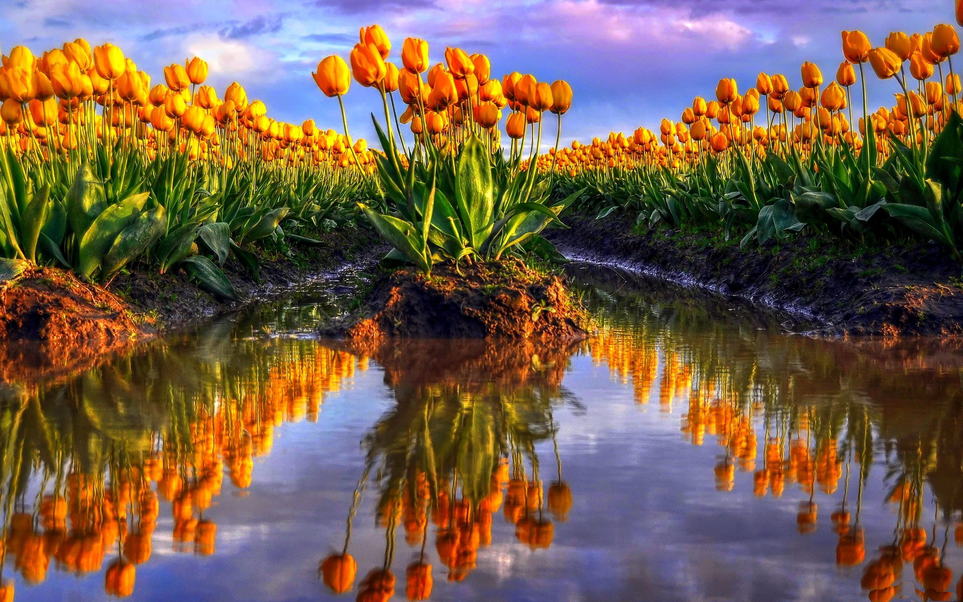 Free download wallpaper Earth, Tulip on your PC desktop