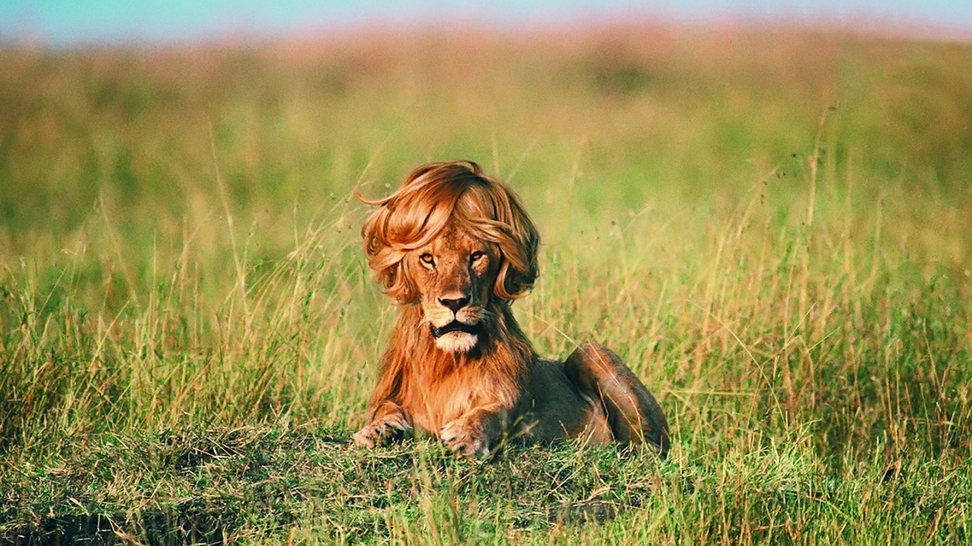 Laden Sie das Humor, Tiere, Löwe-Bild kostenlos auf Ihren PC-Desktop herunter