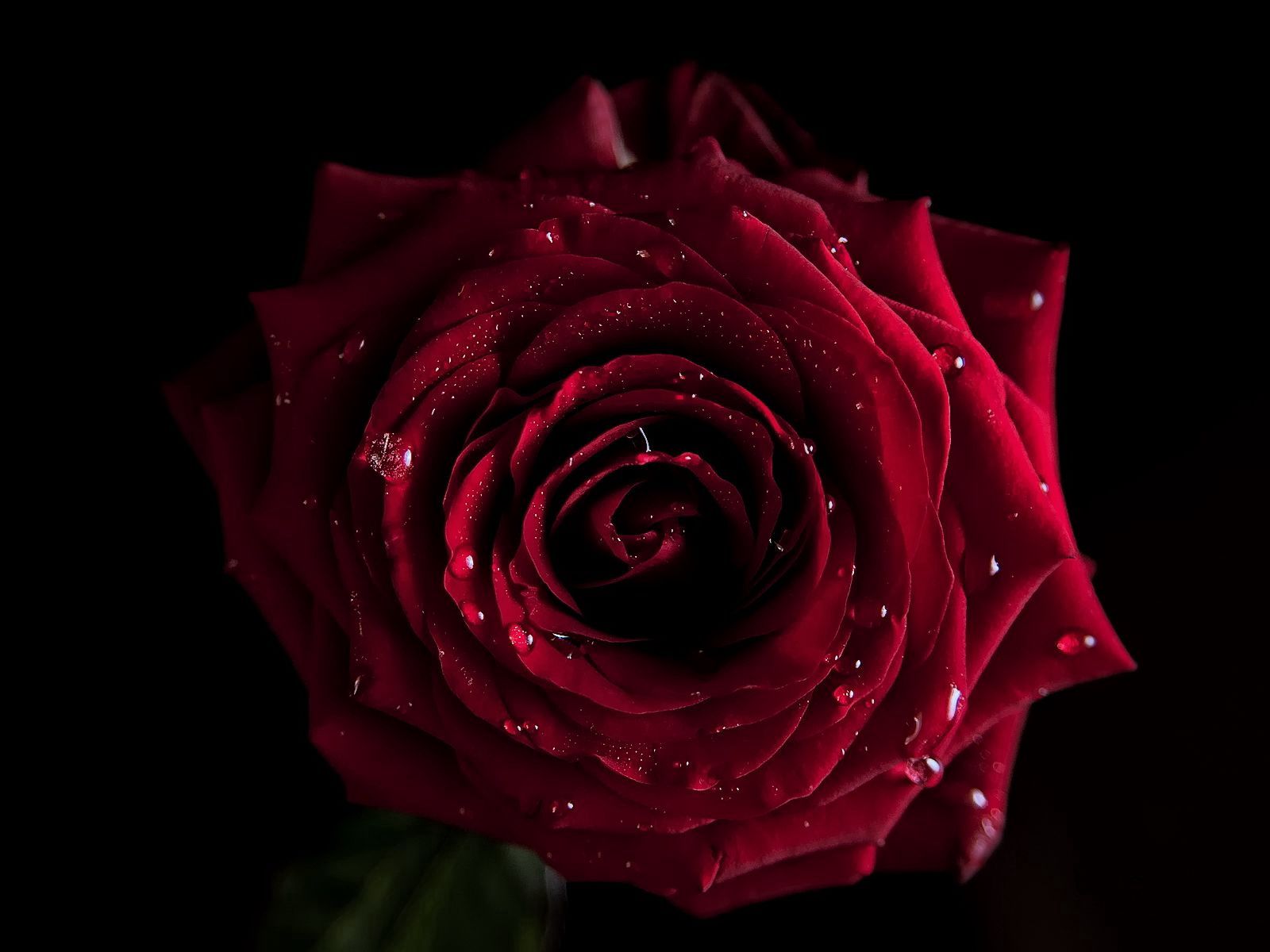rose flower, macro, red, dark, flowers, rose