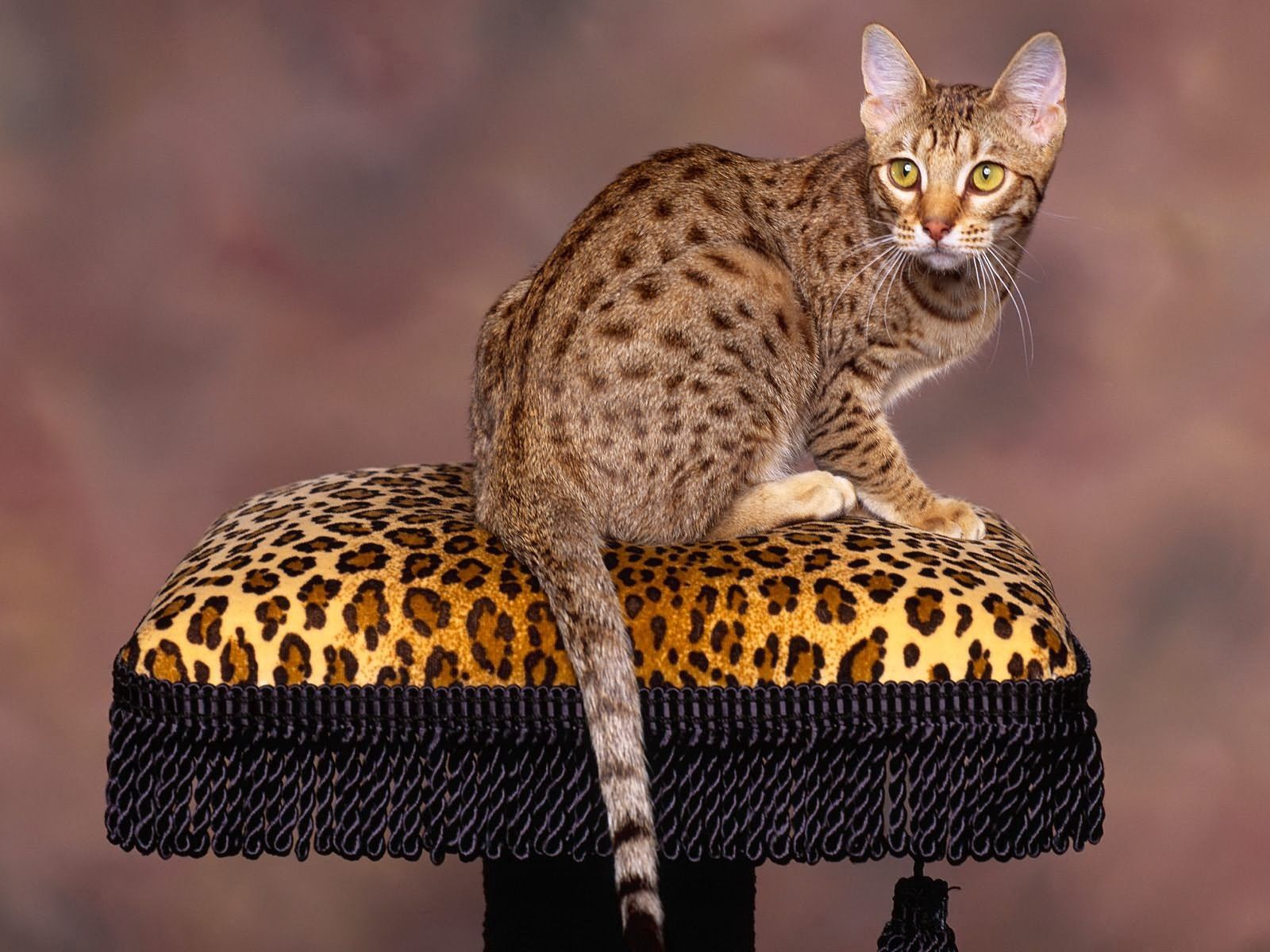 Laden Sie das Sitzen, Fleckig, Tiere, Der Kater, Gefleckt, Katze-Bild kostenlos auf Ihren PC-Desktop herunter