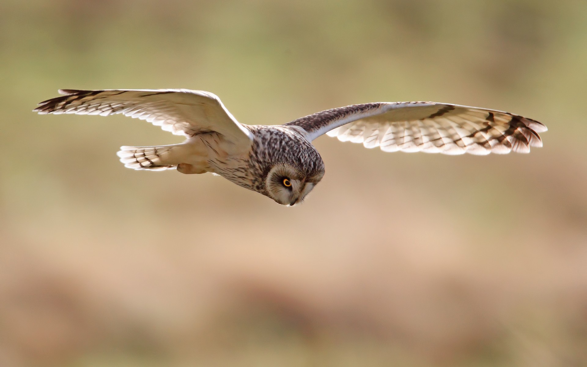 Téléchargez gratuitement l'image Animaux, Hibou sur le bureau de votre PC