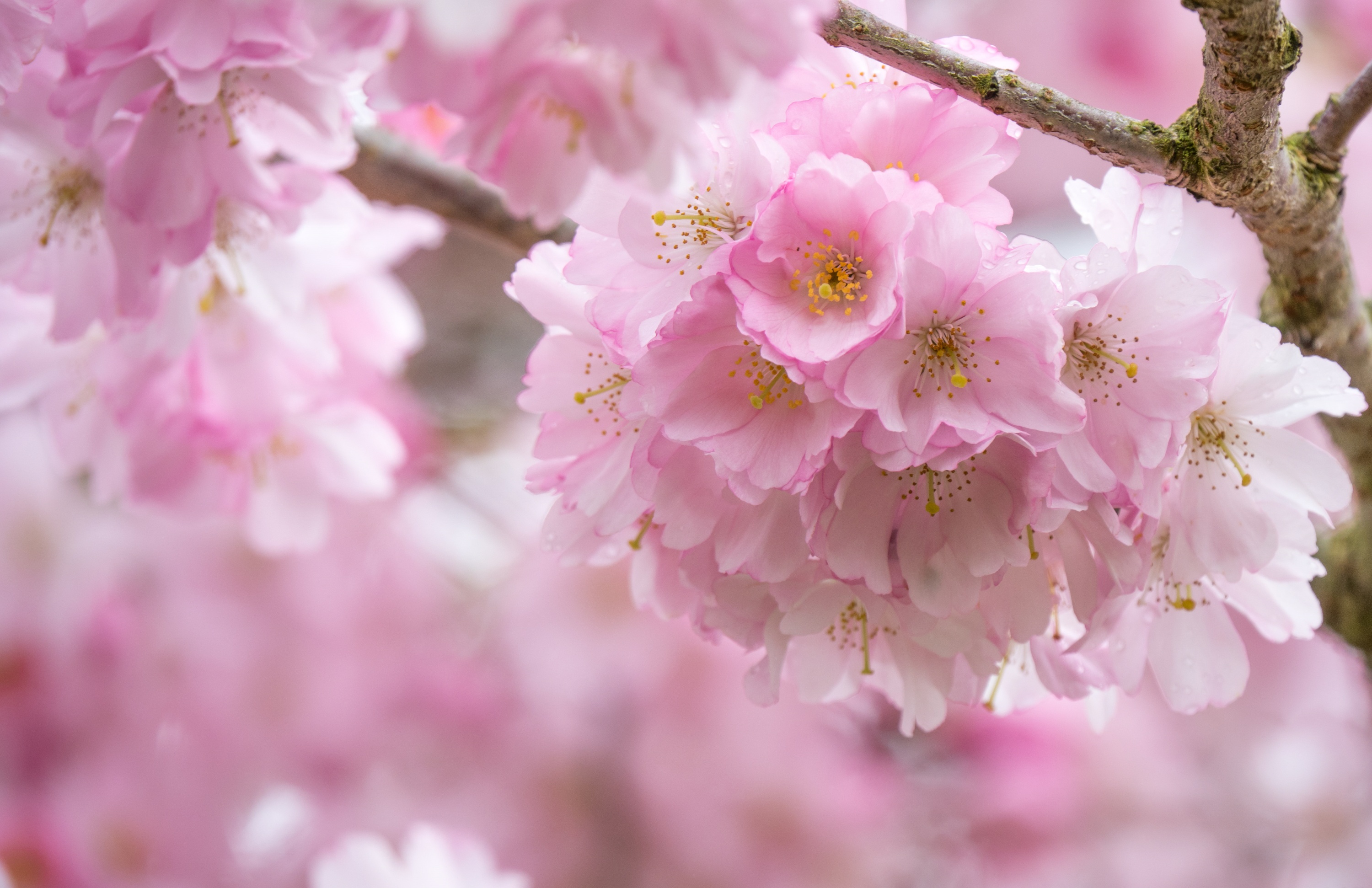 Скачать обои бесплатно Природа, Цветок, Макро, Весна, Цвести, Земля/природа, Розовый Цветок, Флауэрсы картинка на рабочий стол ПК