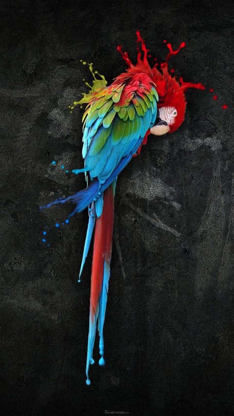 Handy-Wallpaper Tiere, Papagei, Künstlerisch kostenlos herunterladen.