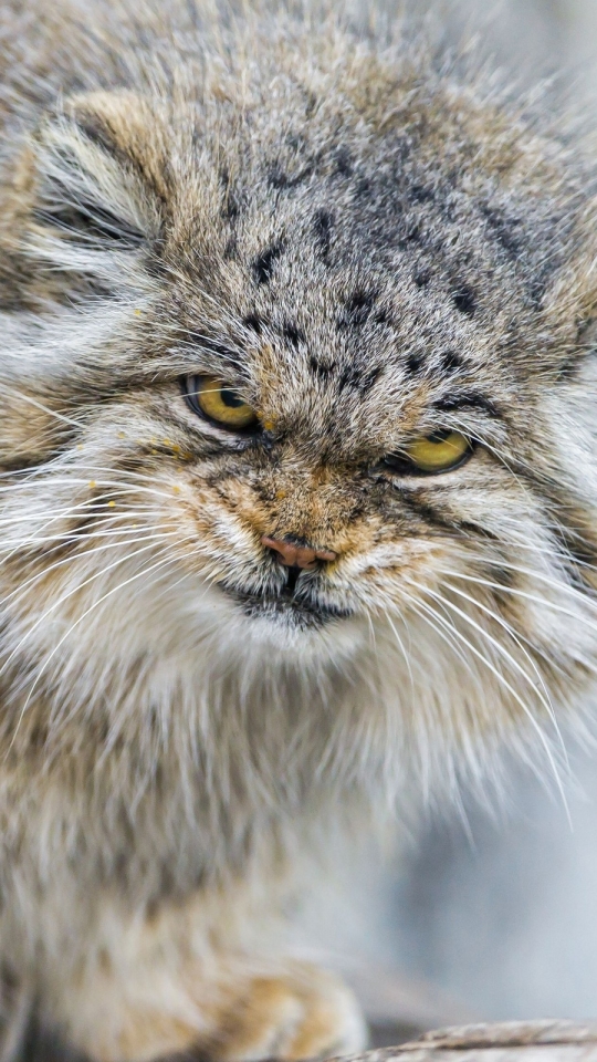 Download mobile wallpaper Cats, Animal, Pallas's Cat for free.
