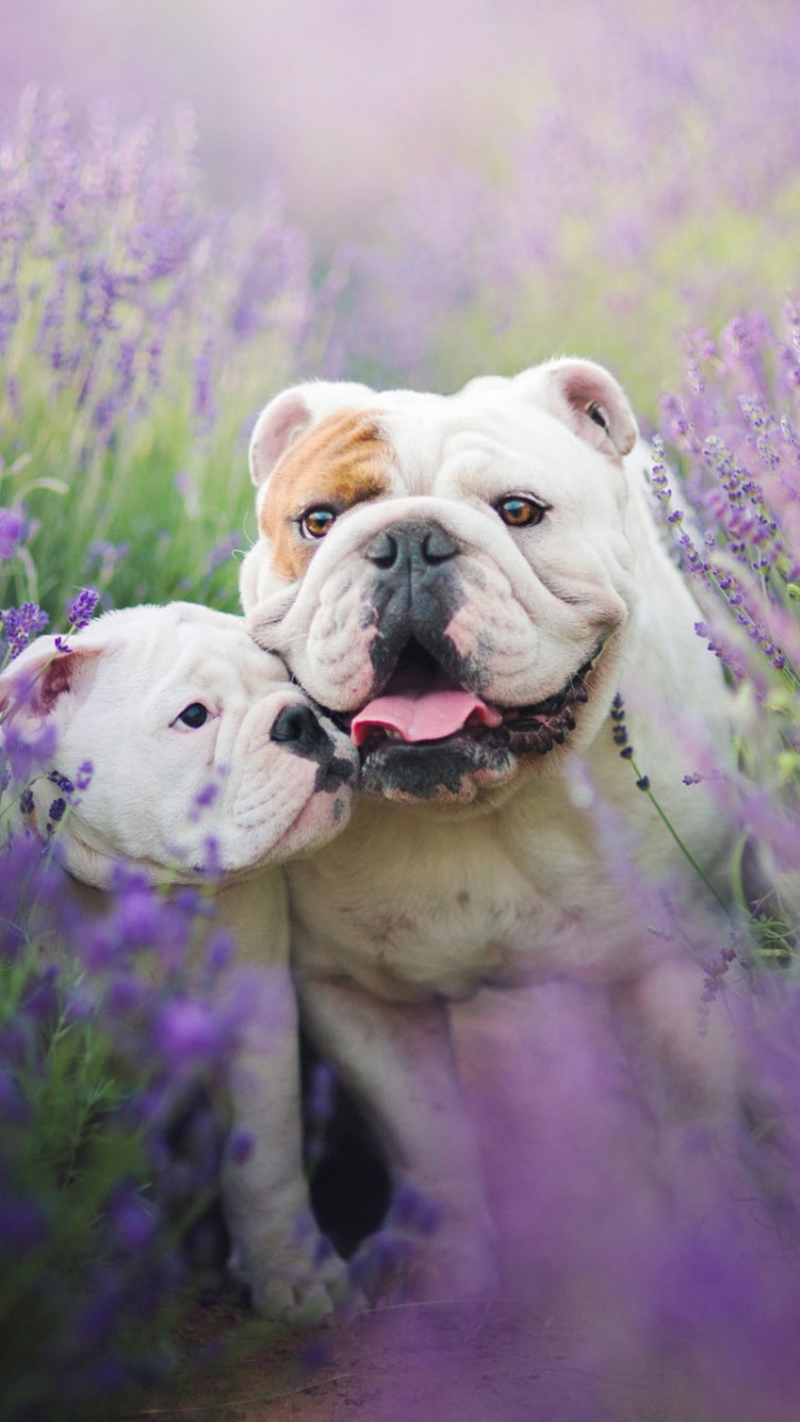 Download mobile wallpaper Dogs, Dog, Animal, Puppy, Lavender, Bulldog, Purple Flower, Baby Animal for free.
