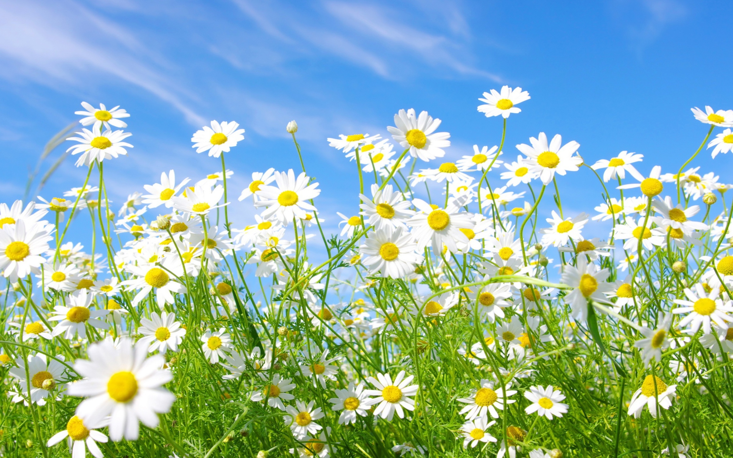 Free download wallpaper Camomile, Flower, Earth, Spring, Daisy on your PC desktop