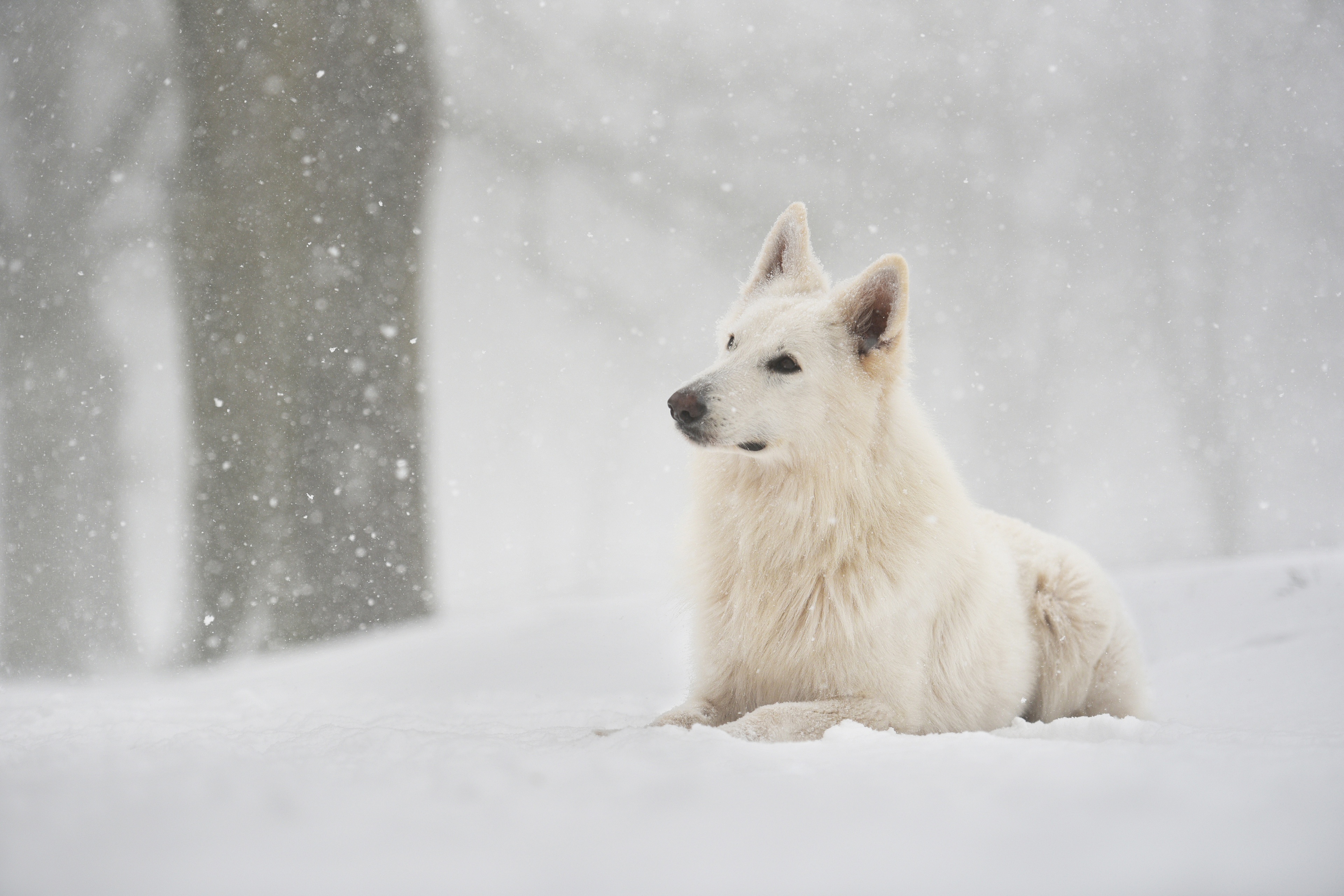 450900 télécharger le fond d'écran berger blanc suisse, animaux, chien, neiger, chute de neige, hiver, chiens - économiseurs d'écran et images gratuitement
