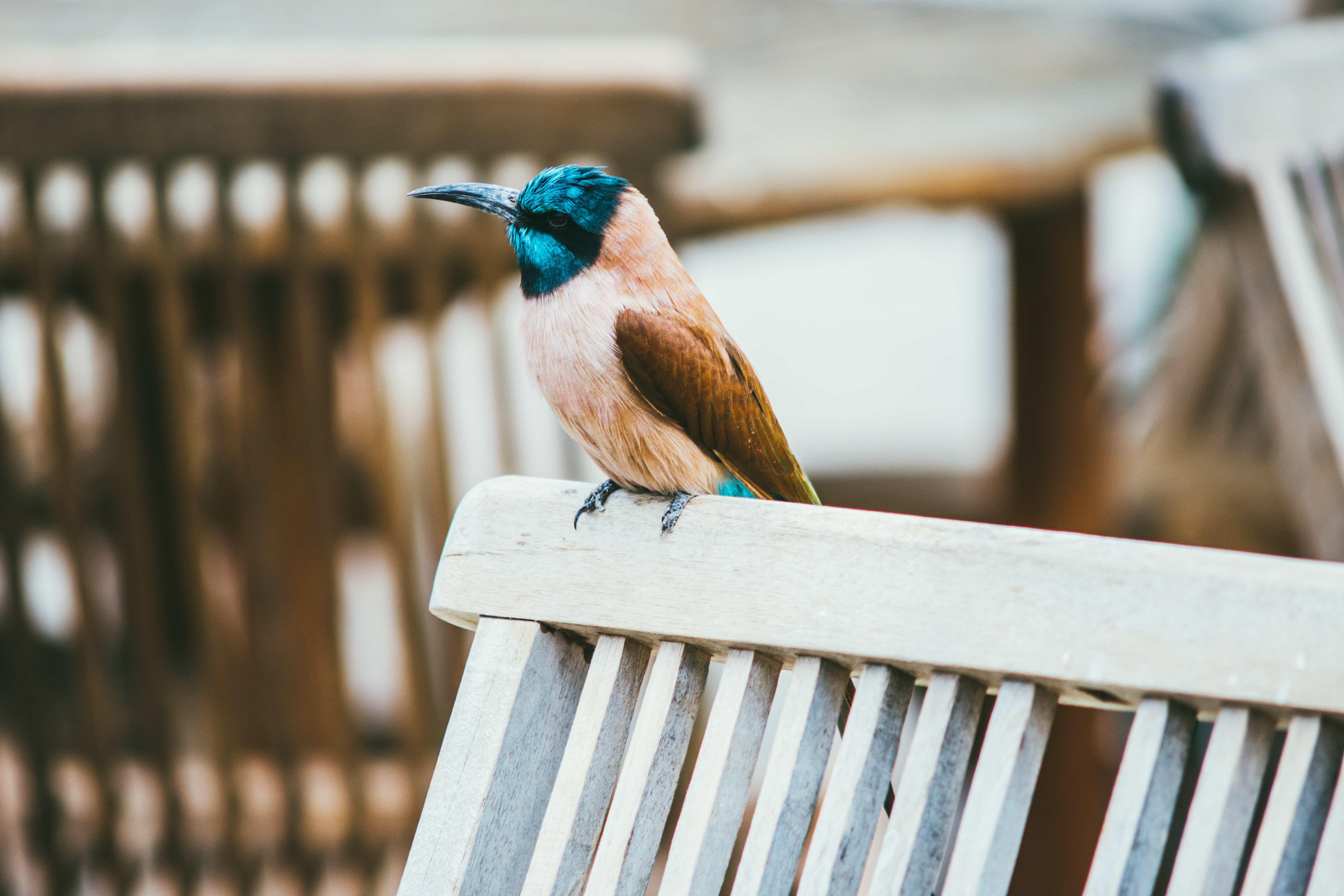 Descarga gratuita de fondo de pantalla para móvil de Animales, Aves, Ave.