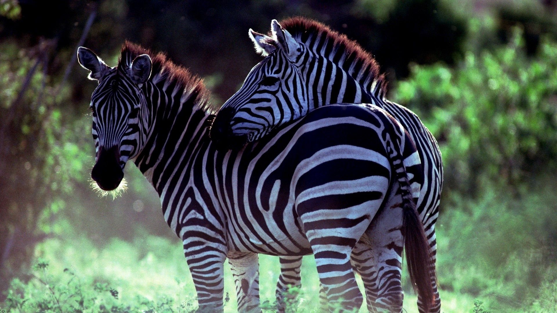 zebra, animals, couple, pair, stroll, care HD wallpaper