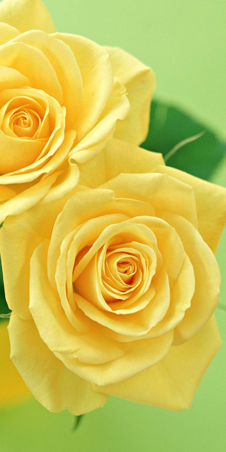 Скачать картинку Цветок, Роза, Желтый Цветок, Земля/природа, Флауэрсы в телефон бесплатно.