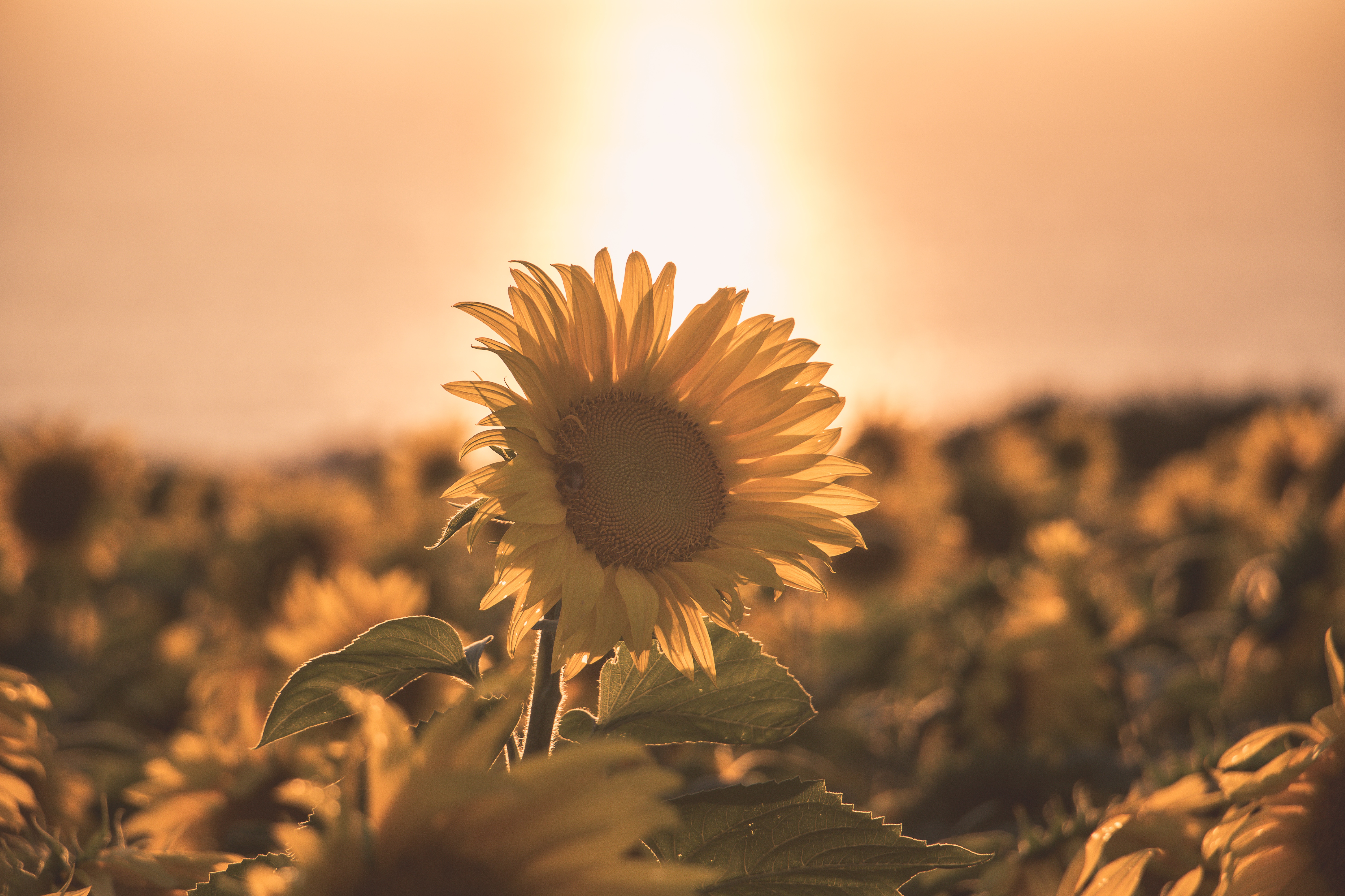 Download mobile wallpaper Nature, Flowers, Summer, Earth, Sunflower, Yellow Flower, Depth Of Field for free.