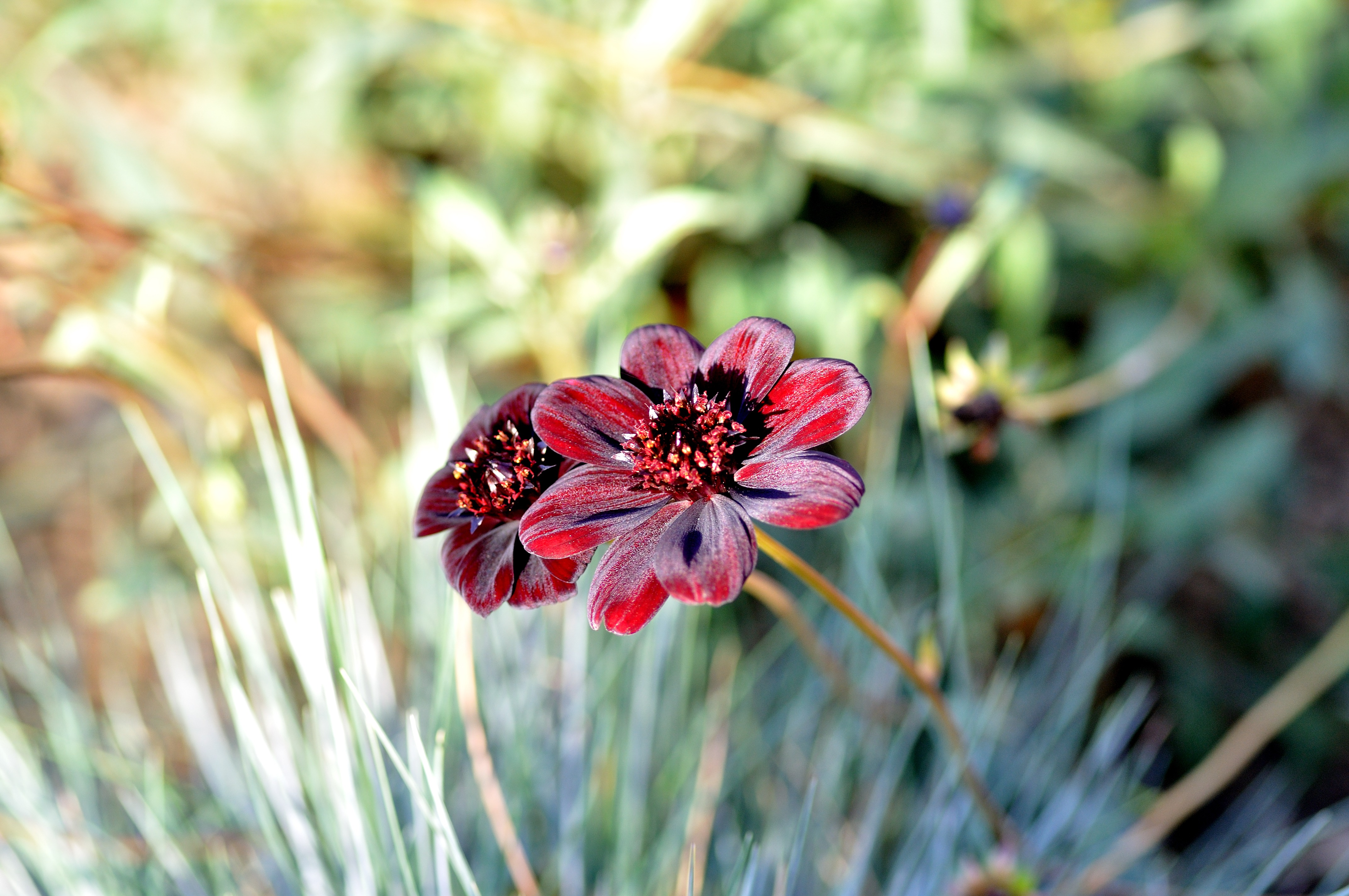 Handy-Wallpaper Natur, Blumen, Blume, Bokeh, Rote Blume, Erde/natur kostenlos herunterladen.