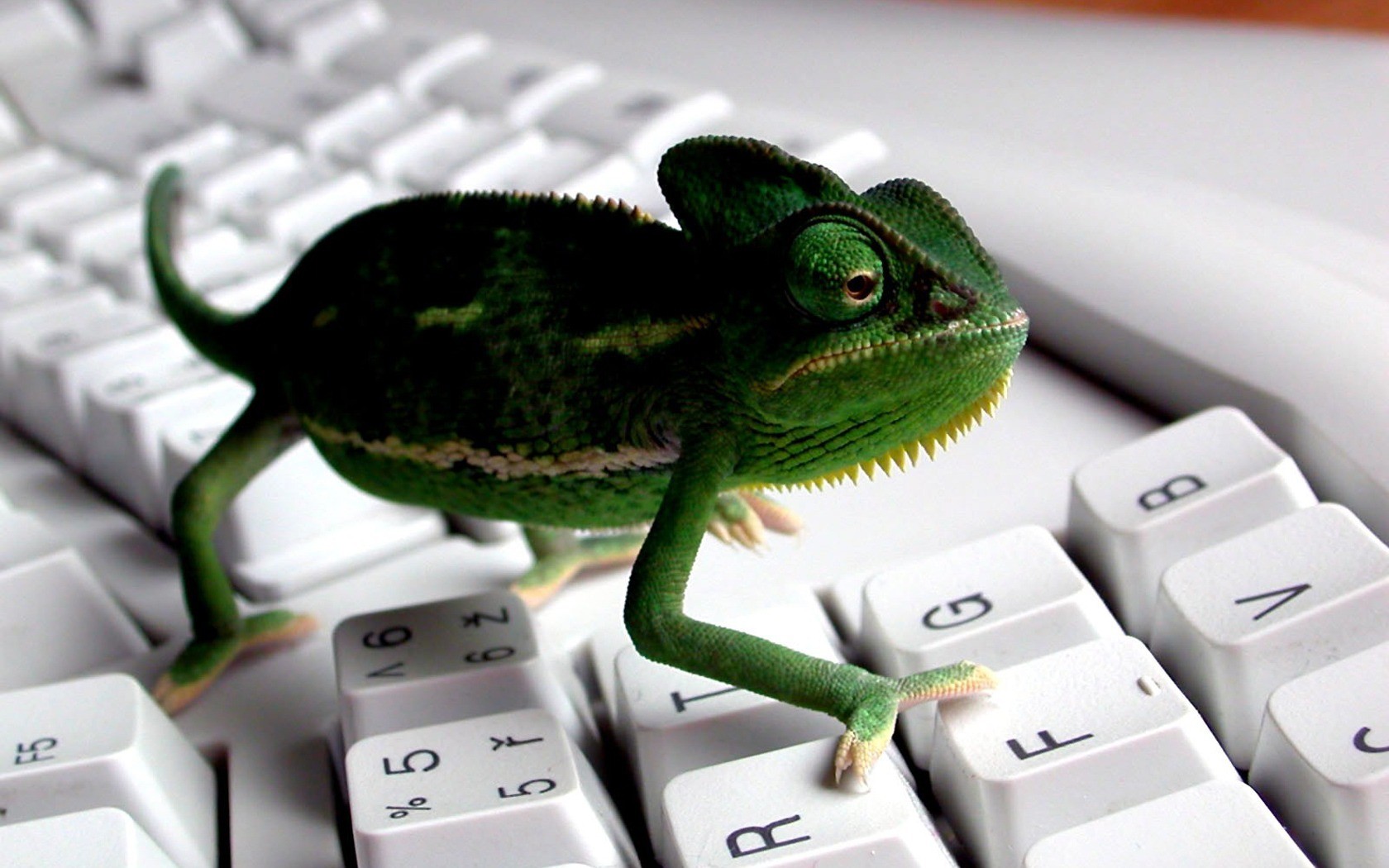 168001 descargar fondo de pantalla animales, camaleón, reptiles: protectores de pantalla e imágenes gratis