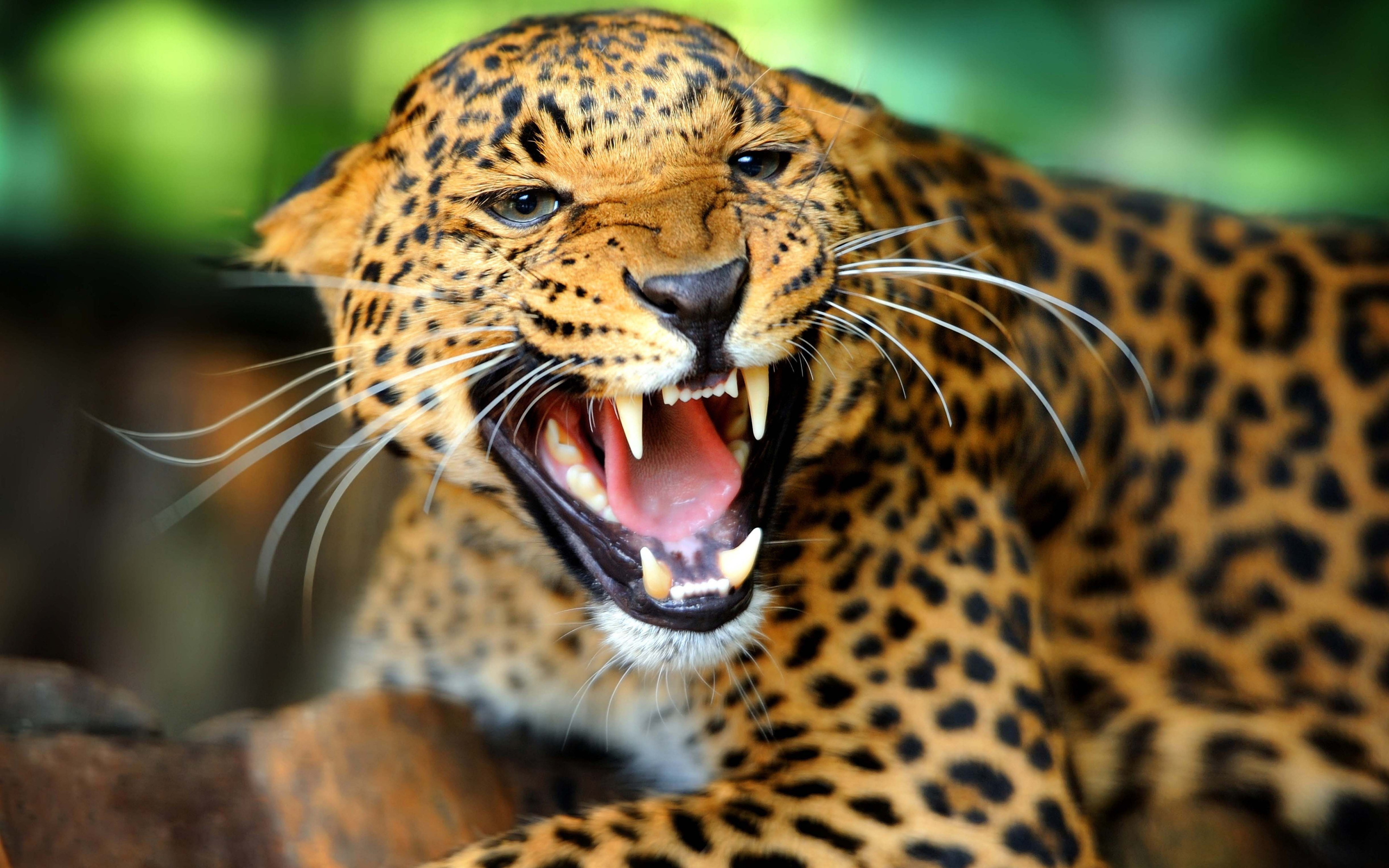 Download mobile wallpaper Leopard, Animal for free.