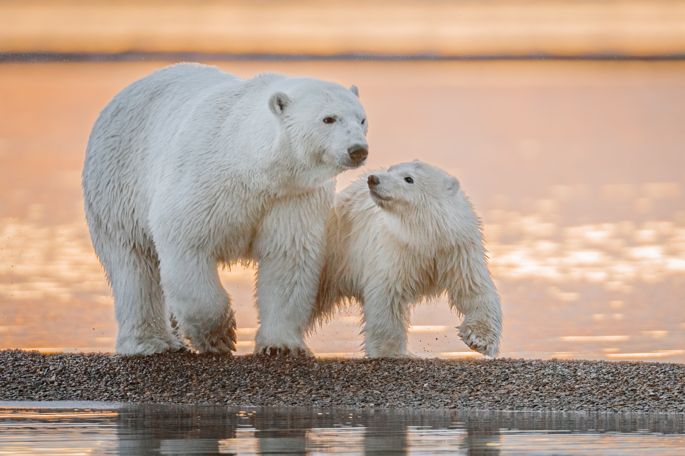 Laden Sie das Tiere, Bären, Eisbär, Tierbaby, Jungtier-Bild kostenlos auf Ihren PC-Desktop herunter
