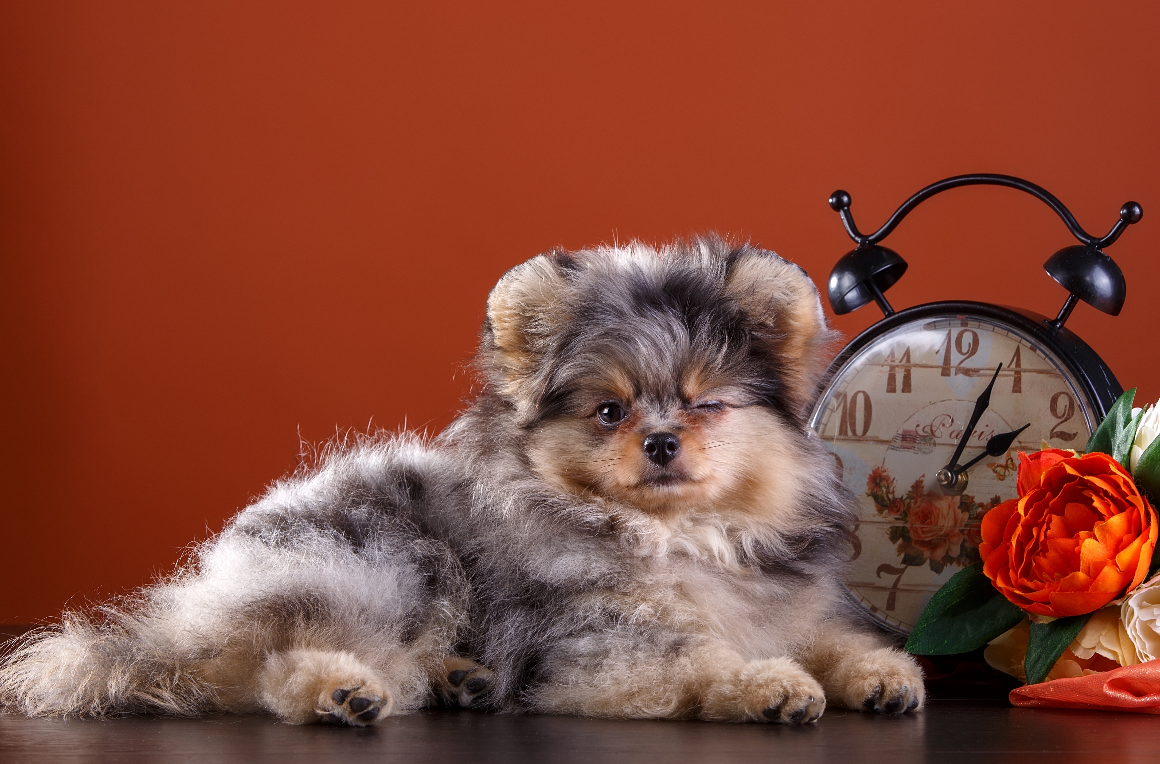 Descarga gratis la imagen Animales, Perros, Perro, Cachorro, Bebe Animal en el escritorio de tu PC