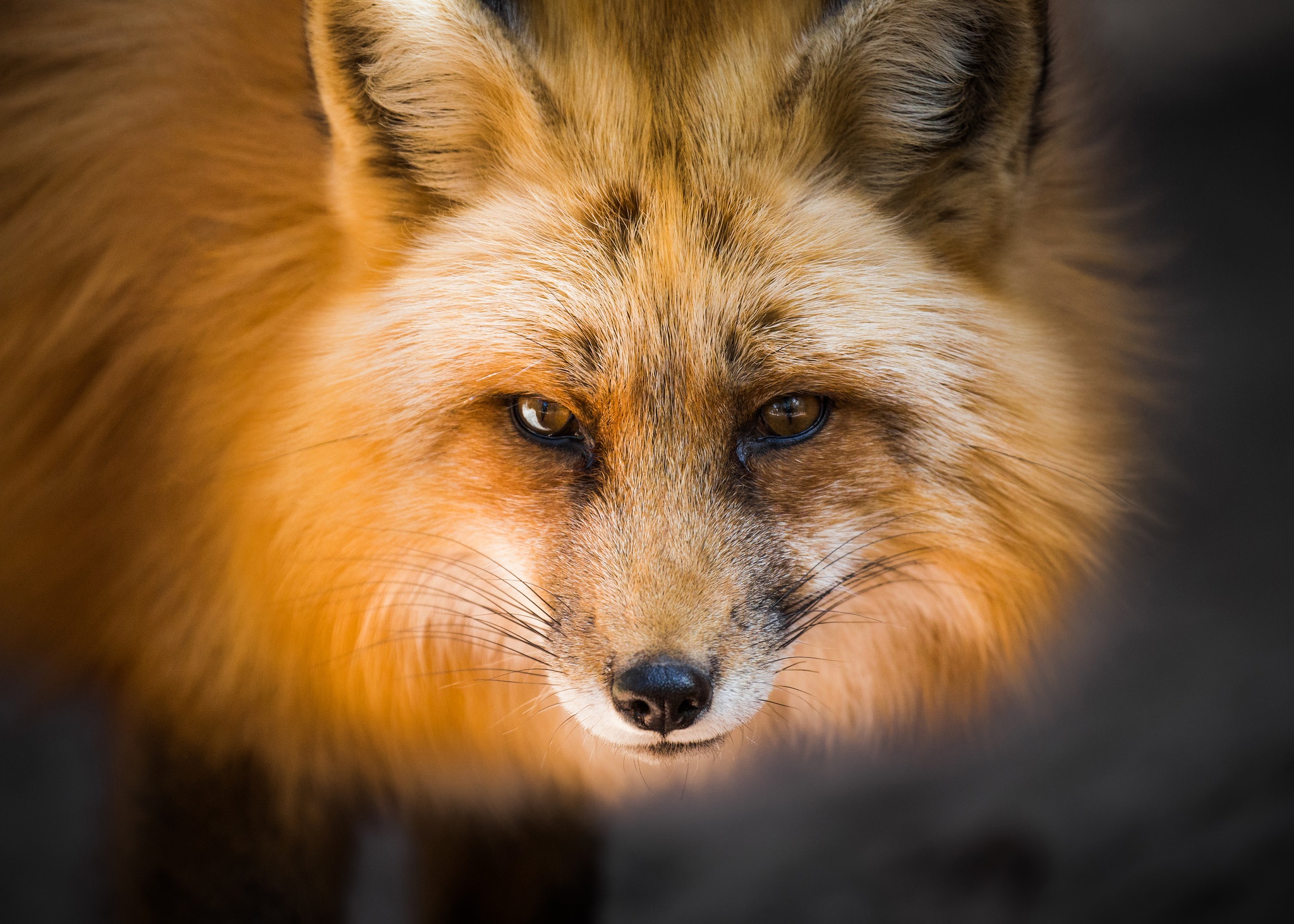 Free download wallpaper Fox, Animal on your PC desktop