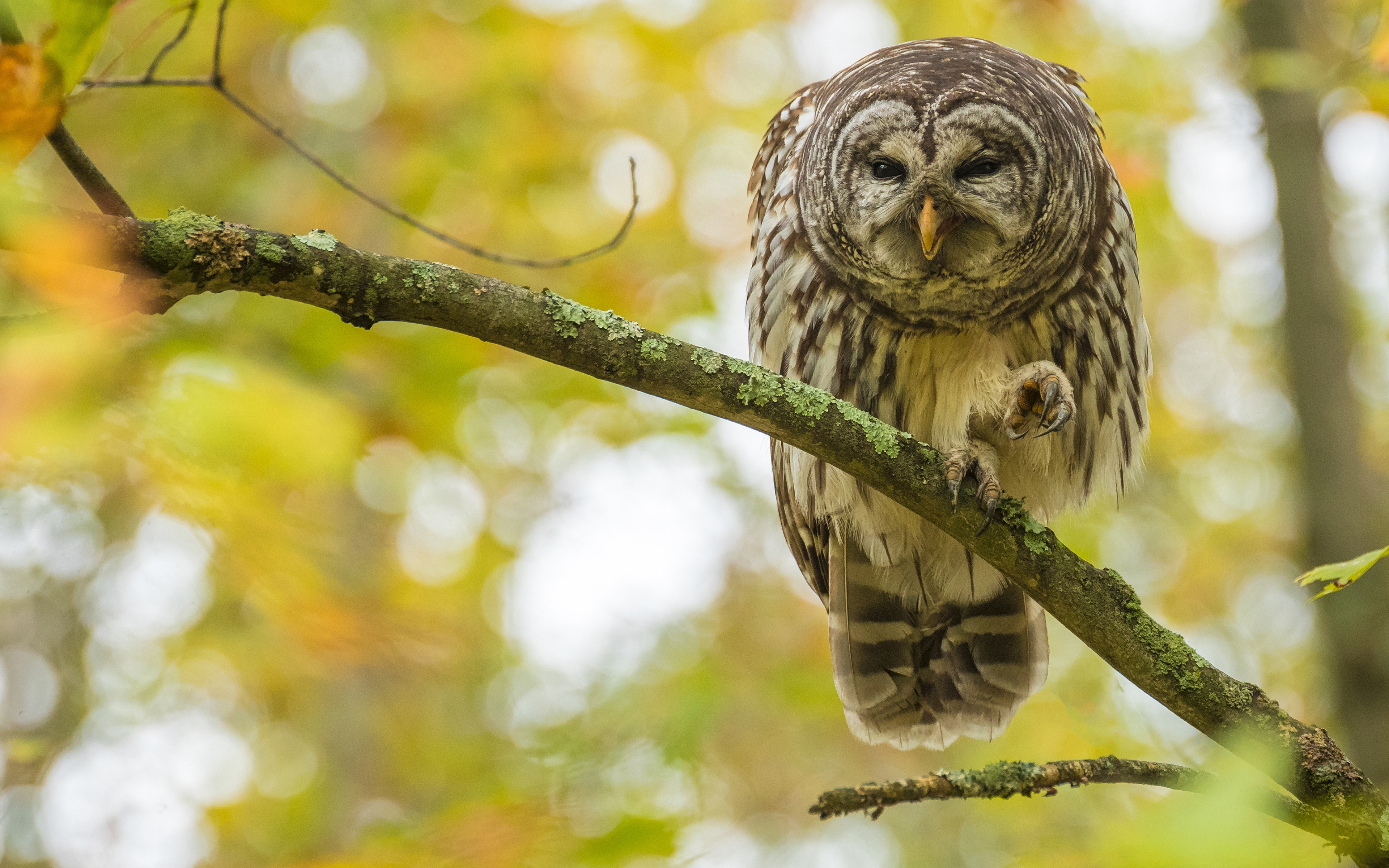 Download mobile wallpaper Birds, Owl, Bird, Animal, Bokeh, Depth Of Field for free.