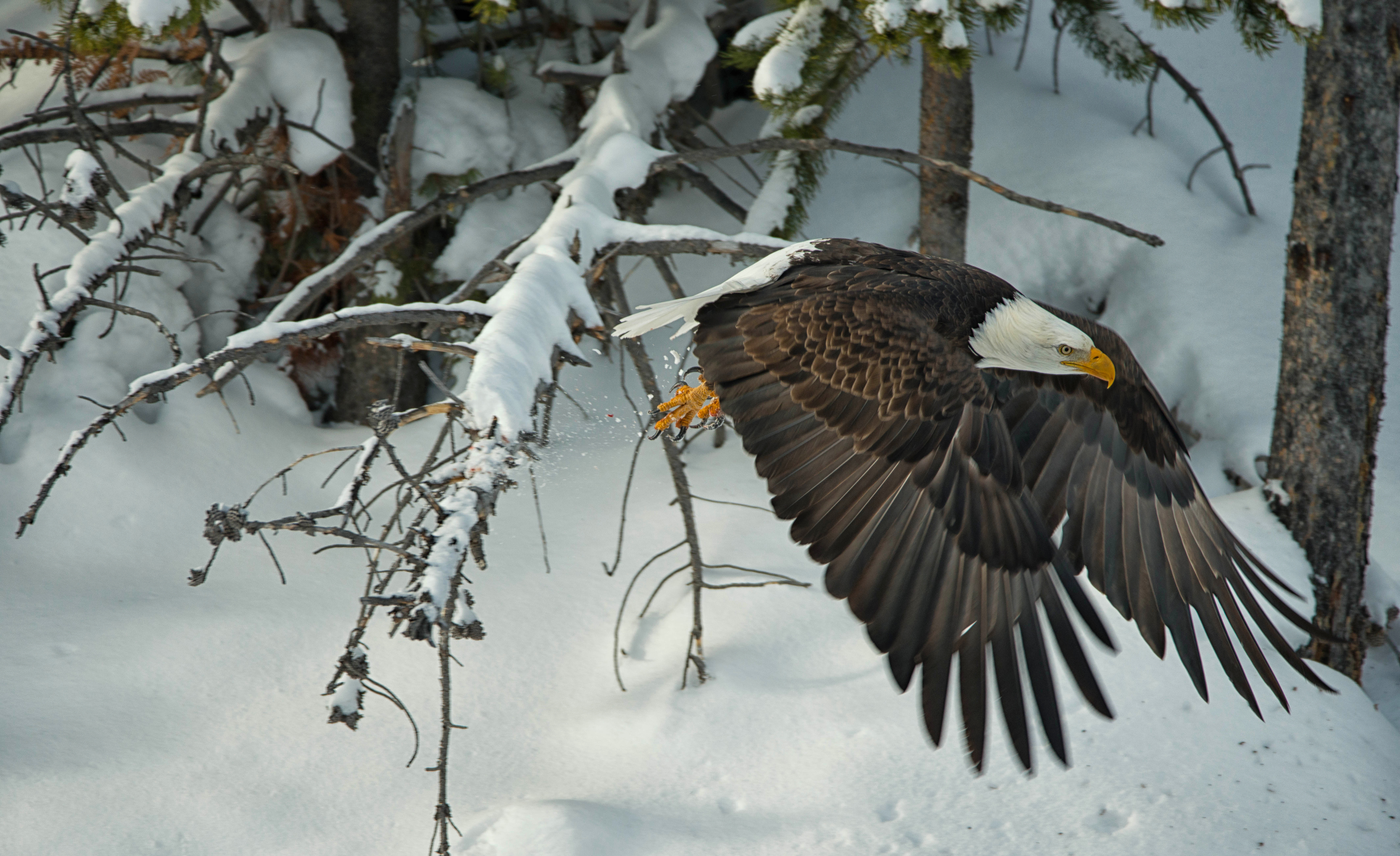 Download mobile wallpaper Winter, Birds, Snow, Animal, Eagle, Bald Eagle, Flying for free.