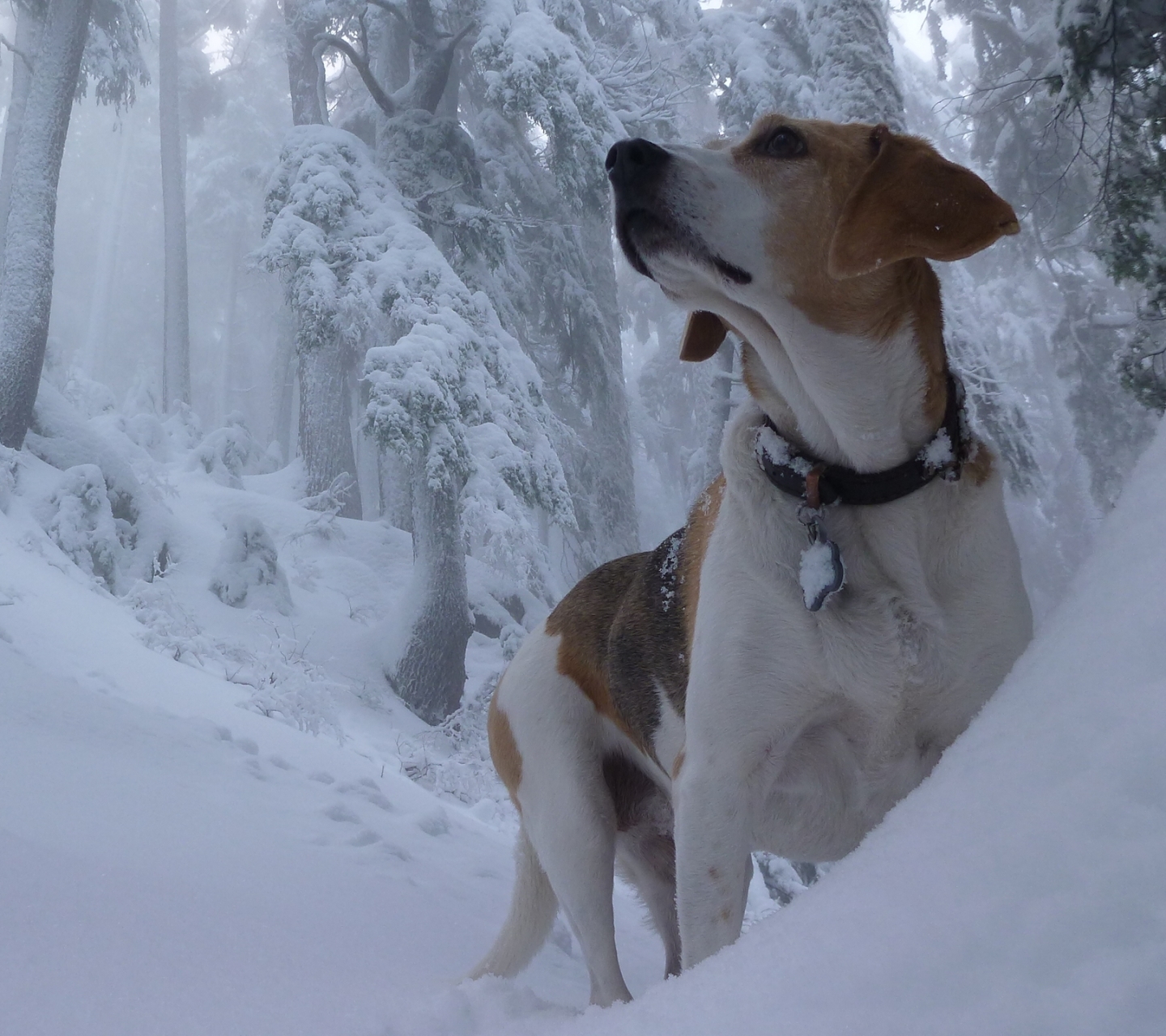Handy-Wallpaper Tiere, Winter, Hunde, Schnee, Wald, Hund, Beagle kostenlos herunterladen.
