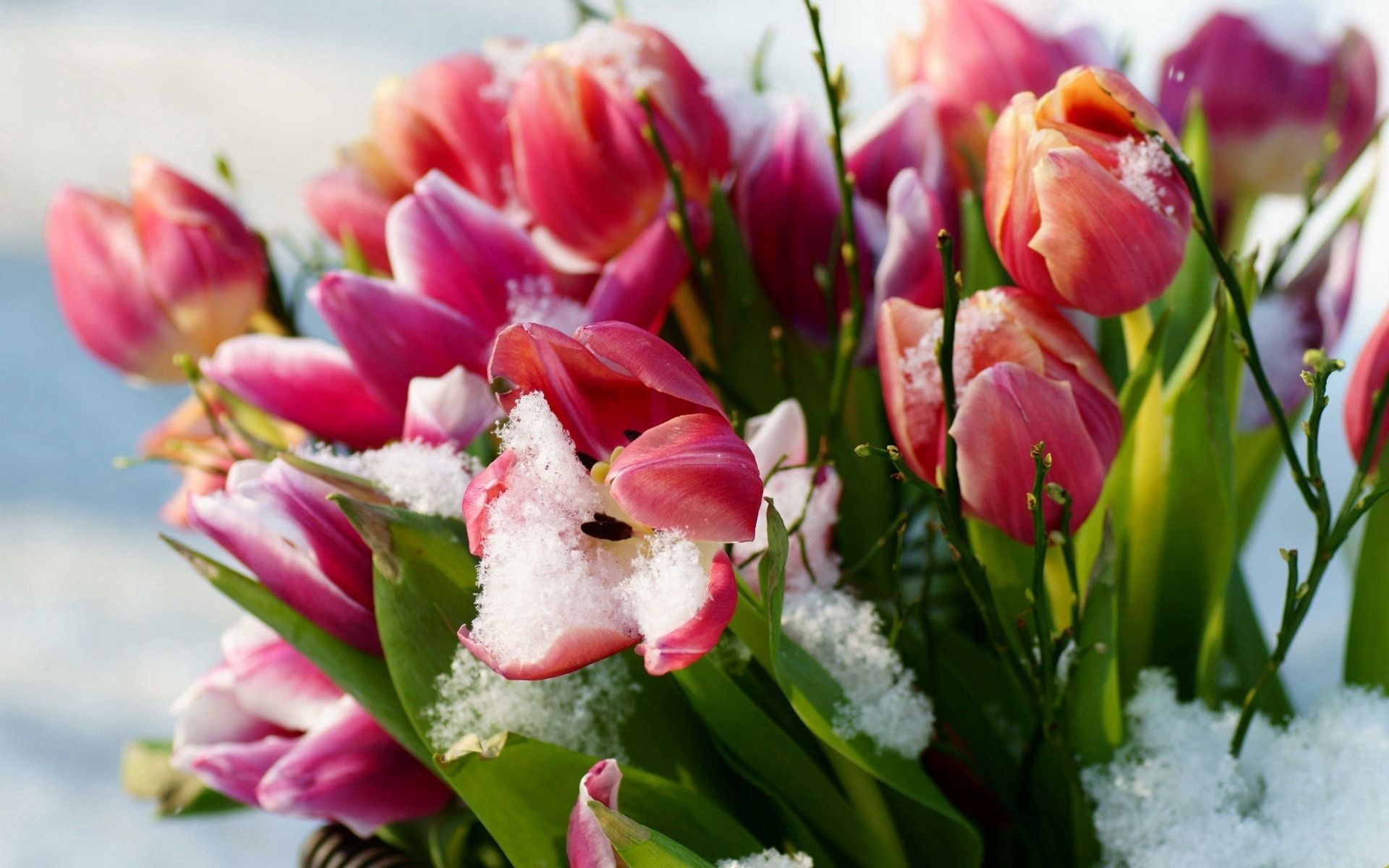 Free download wallpaper Snow, Flowers, Cold, Tulips on your PC desktop