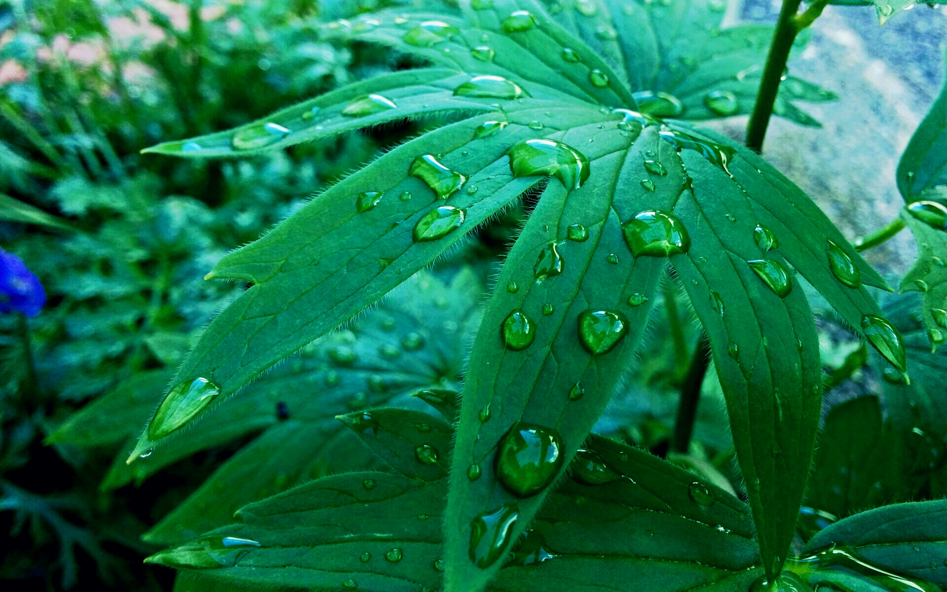Download mobile wallpaper Flower, Leaf, Earth, Raindrops, Water Drop for free.