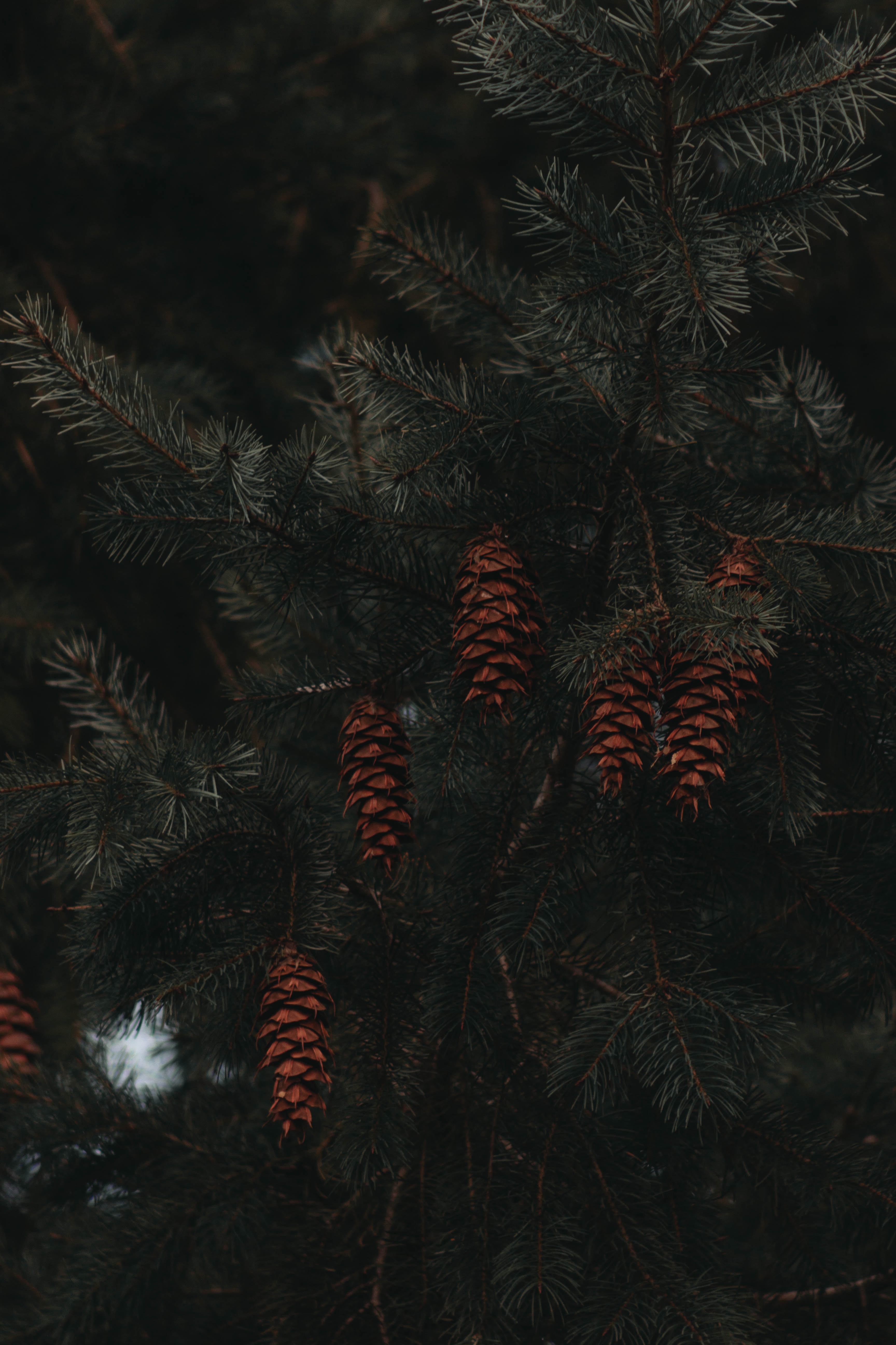 Free download wallpaper Cones, Macro, Branches, Fir, Spruce on your PC desktop