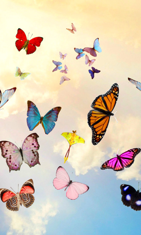 無料モバイル壁紙蝶, 色, カラフル, 芸術的をダウンロードします。