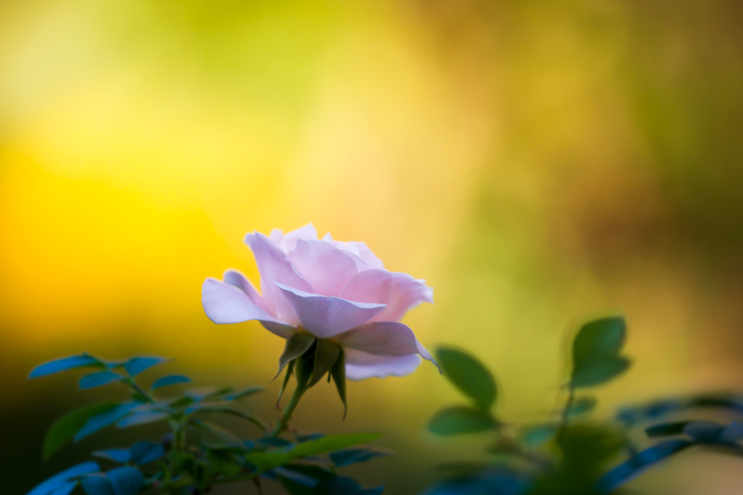 Free download wallpaper Nature, Flowers, Flower, Bright, Rose, Close Up, Earth, Pink Flower on your PC desktop