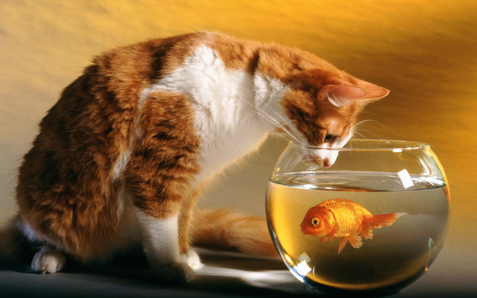 521873 baixar imagens aquário, gatos, gato, animais - papéis de parede e protetores de tela gratuitamente