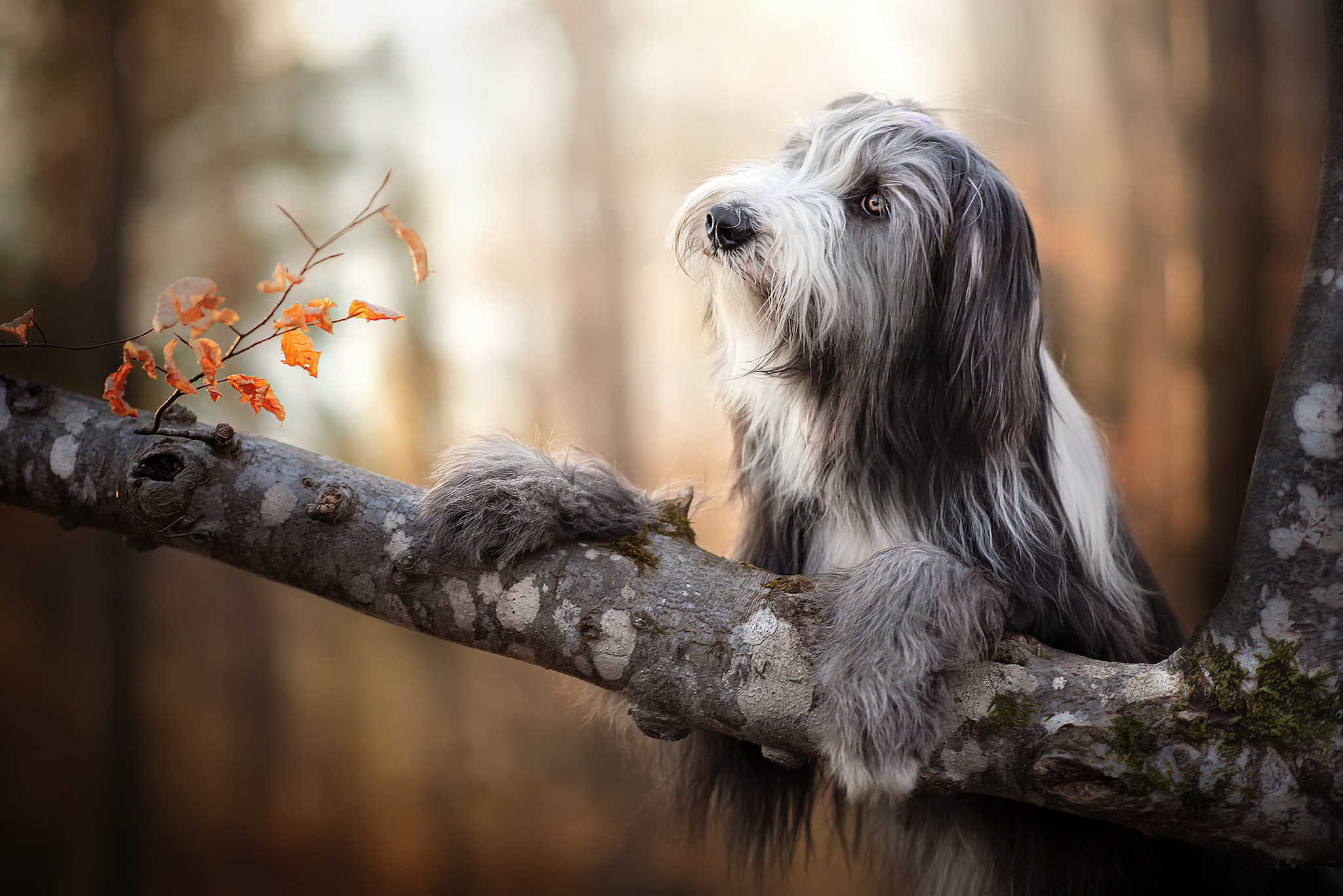 Download mobile wallpaper Dogs, Dog, Animal, Bearded Collie for free.
