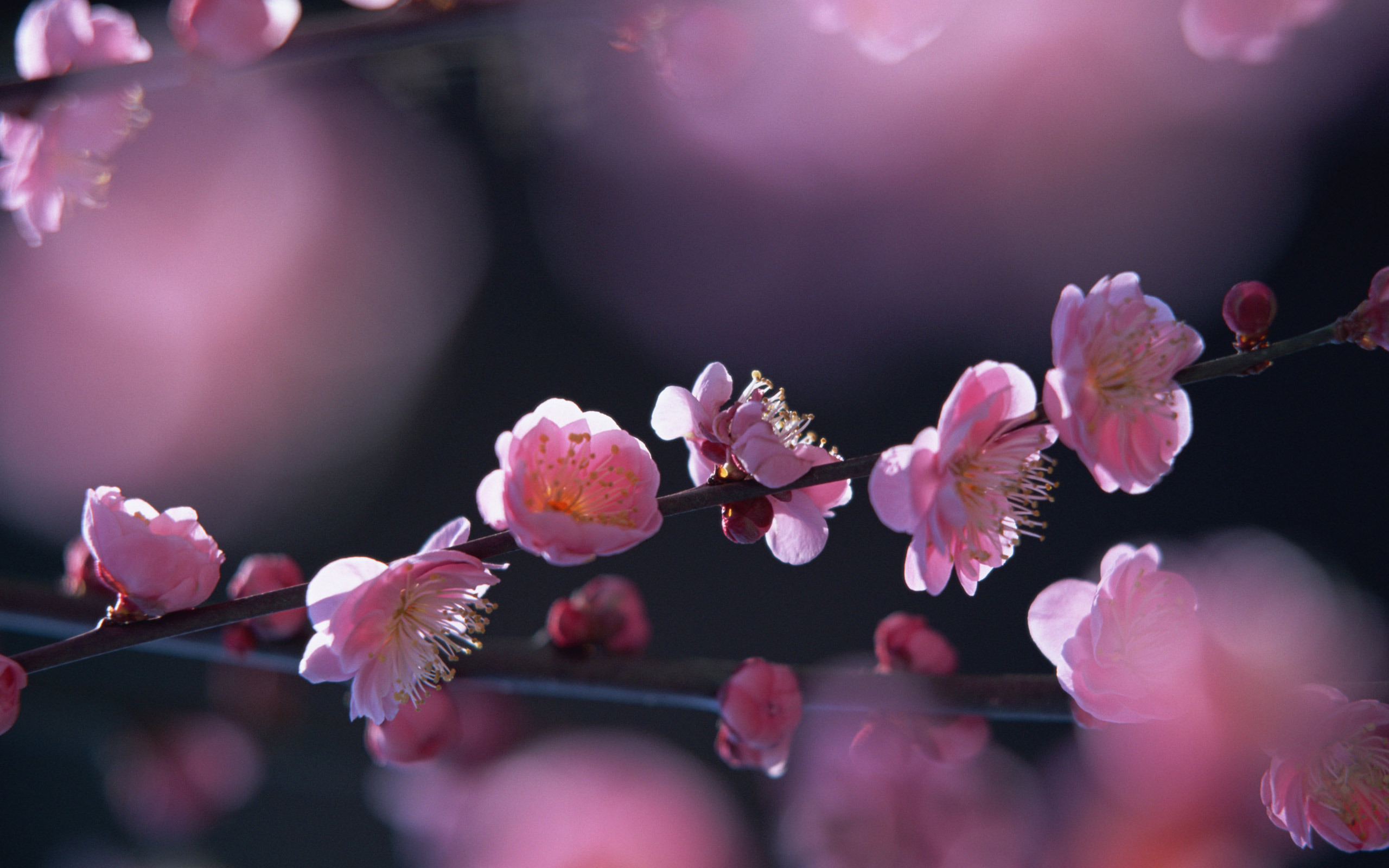 Laden Sie das Blüte, Erde/natur-Bild kostenlos auf Ihren PC-Desktop herunter