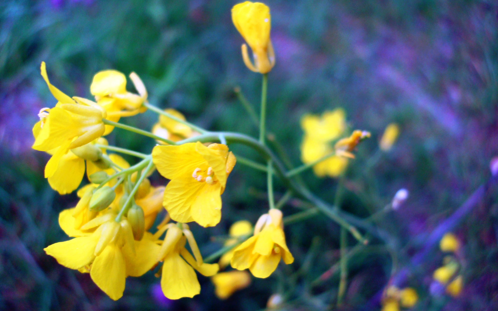 Téléchargez des papiers peints mobile Fleurs, Fleur, Terre/nature gratuitement.