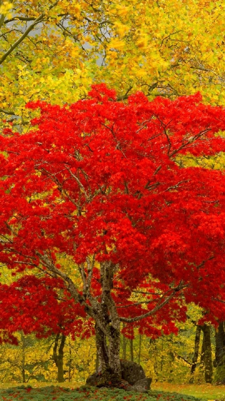 Handy-Wallpaper Landschaft, Herbst, Baum, Washington, Szene, Erde/natur, Neuhalem kostenlos herunterladen.