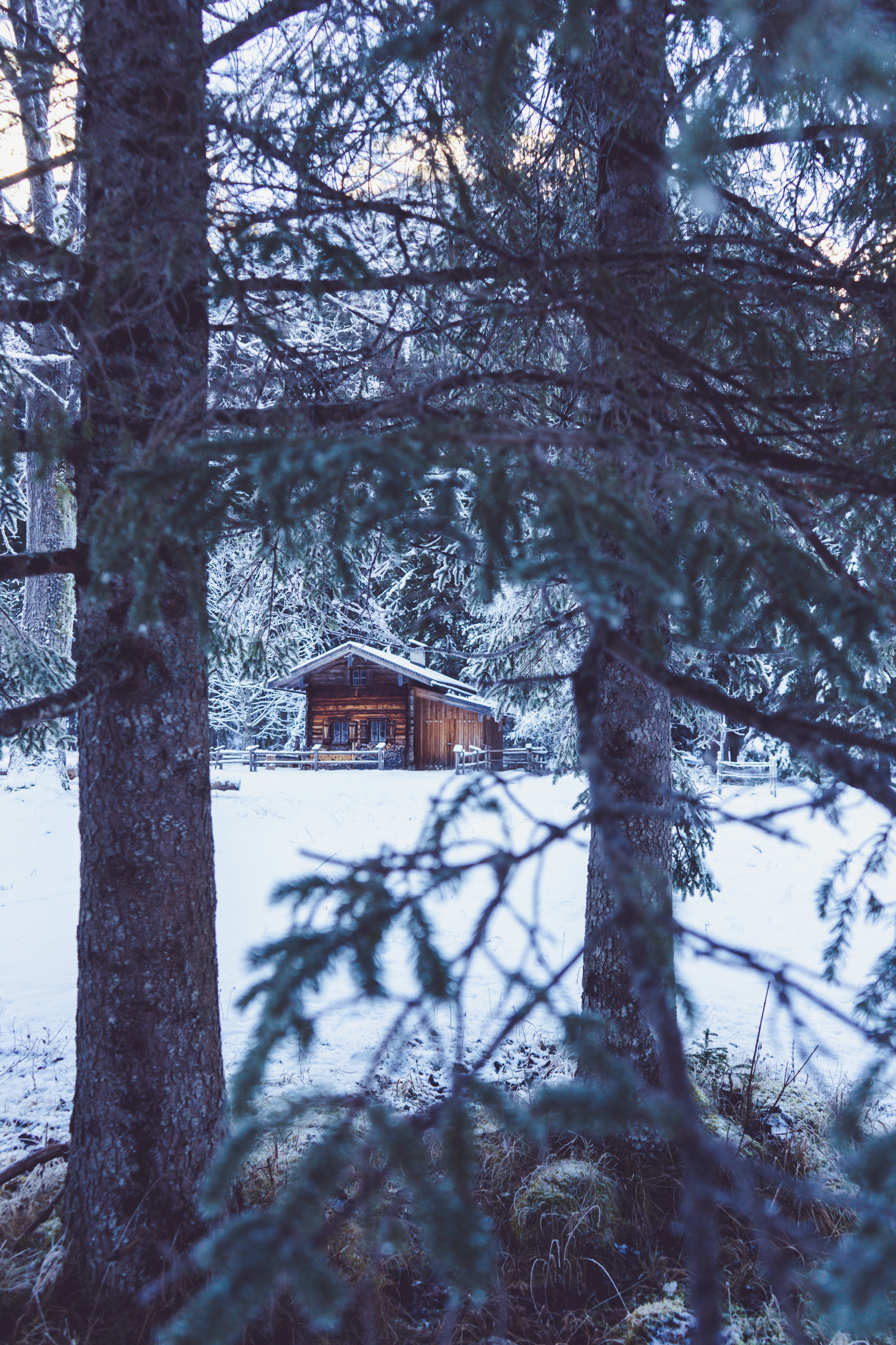 trees, hut, winter, nature, snow, house
