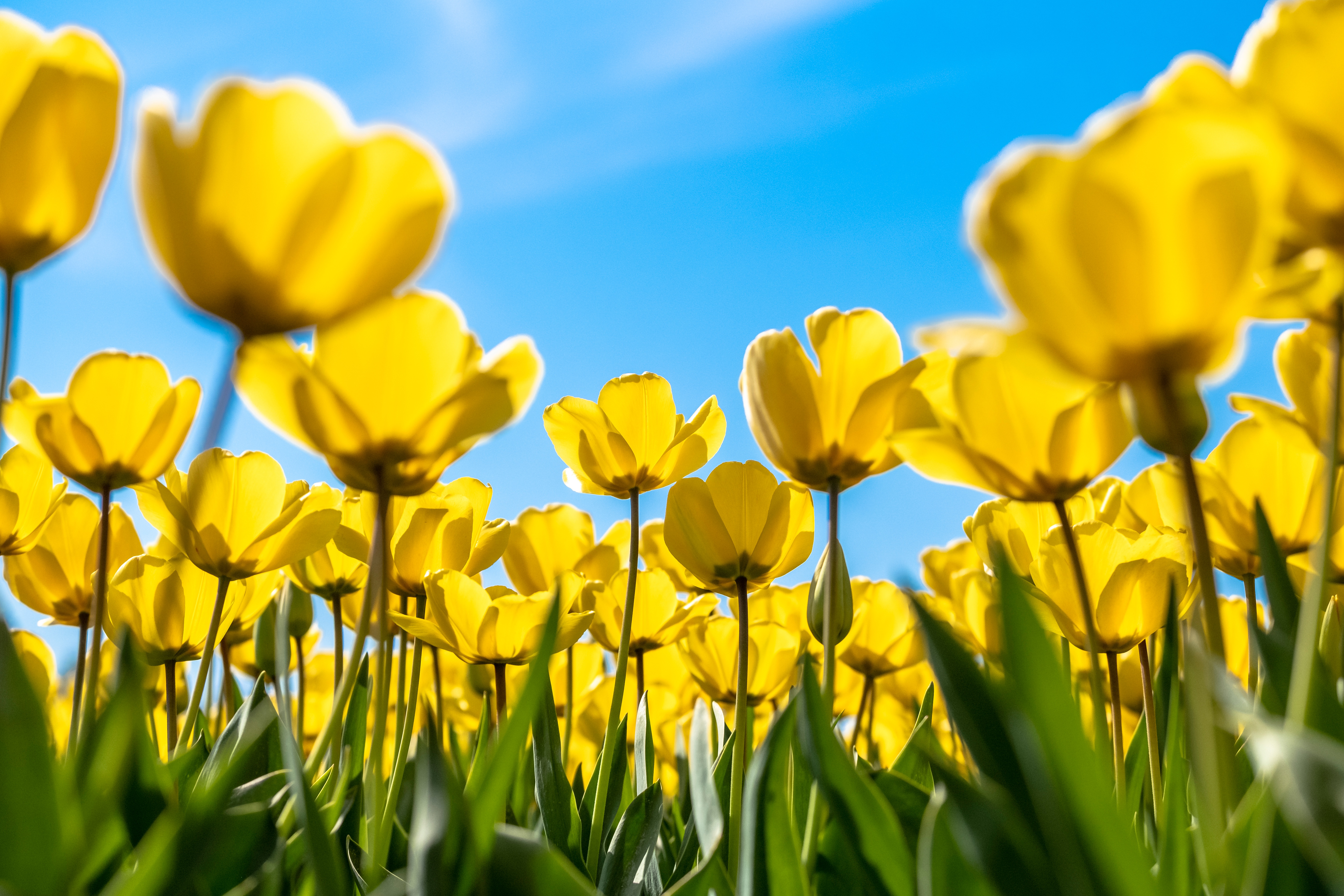 Скачать картинку Тюльпан, Желтый Цветок, Земля/природа, Флауэрсы в телефон бесплатно.