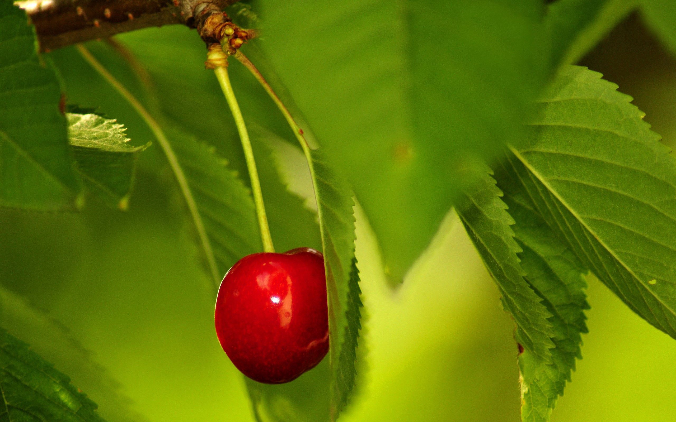 Free download wallpaper Macro, Branch, Berry, Cherry, Leaves on your PC desktop