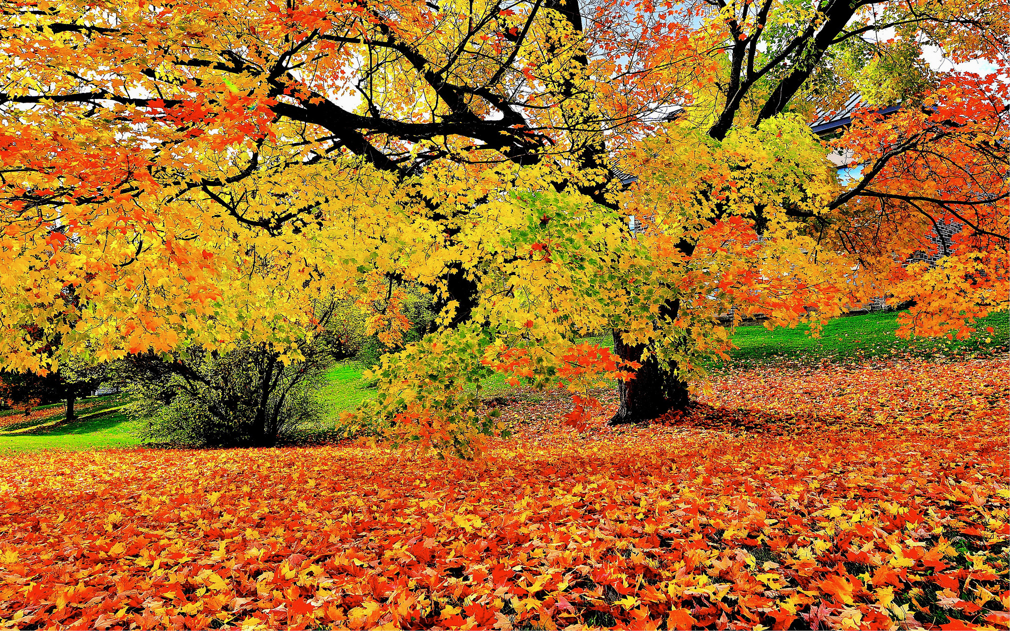 Скачать обои бесплатно Осень, Парк, Дерево, Листва, Фотографии картинка на рабочий стол ПК