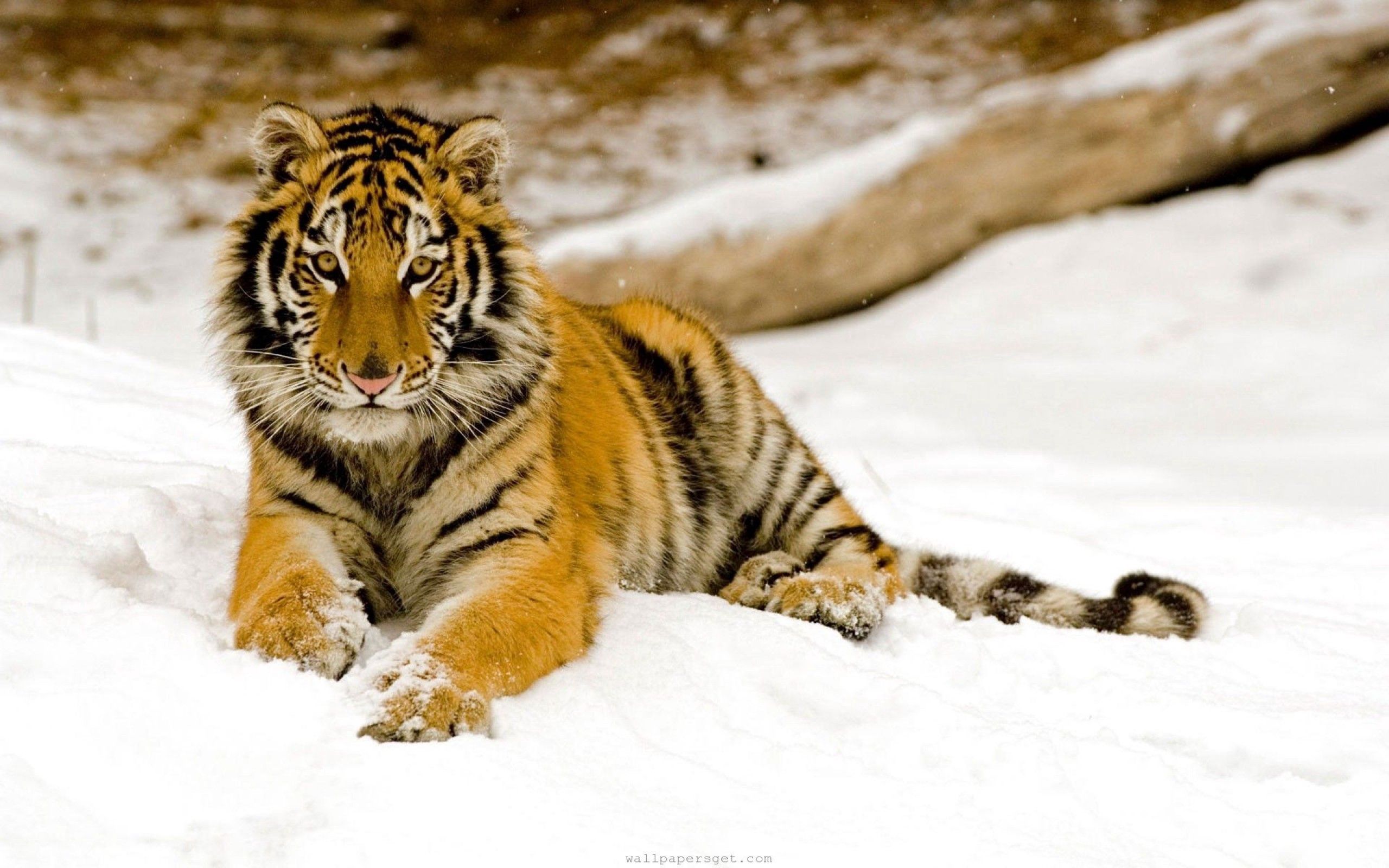 144103 Bild herunterladen tiere, schnee, sich hinlegen, liegen, raubtier, predator, sicht, meinung, tiger - Hintergrundbilder und Bildschirmschoner kostenlos