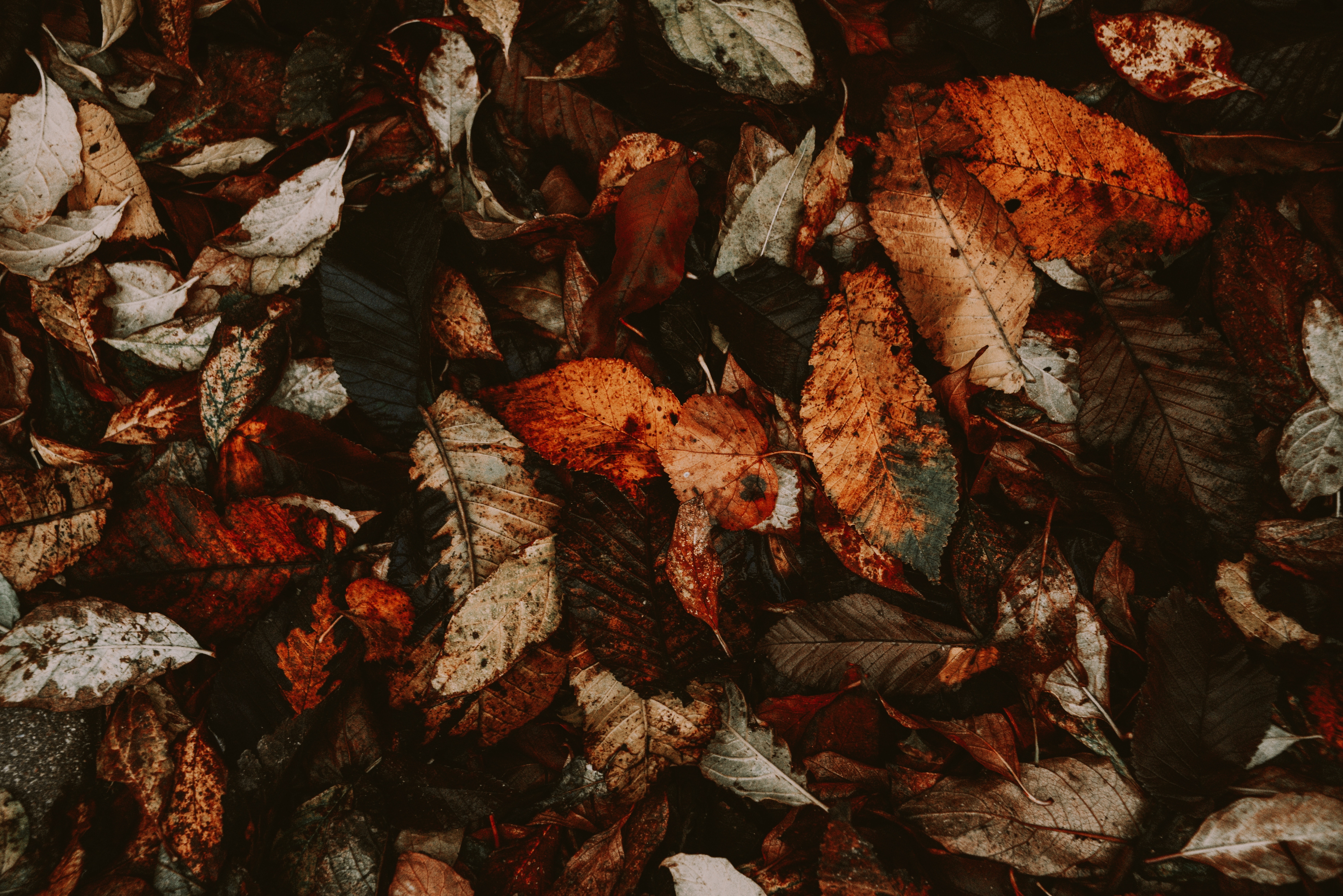 Download mobile wallpaper Macro, Dry, Foliage, Fallen, Autumn, Leaves for free.