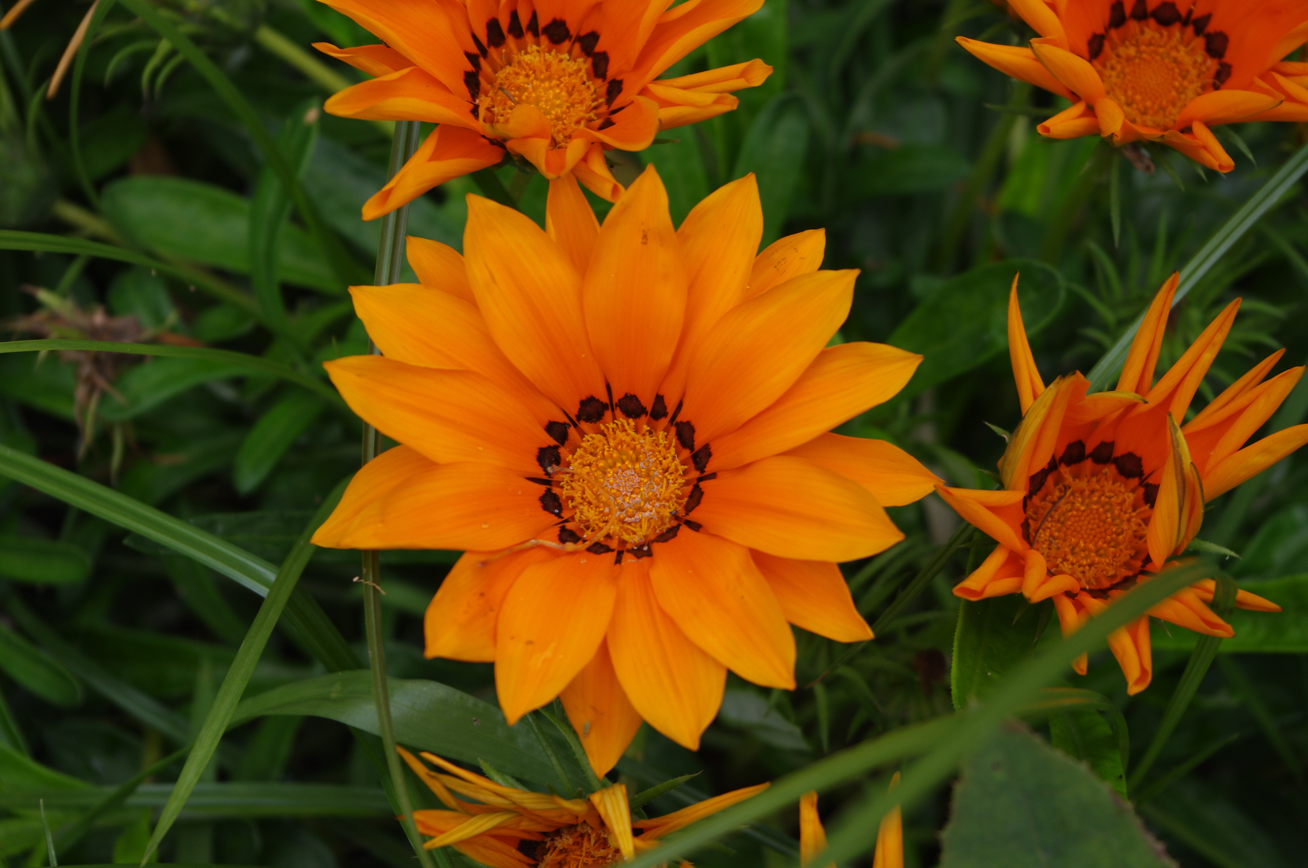 Скачать картинку Оранжевый, Растение, Макро, Цветы, Цветок в телефон бесплатно.